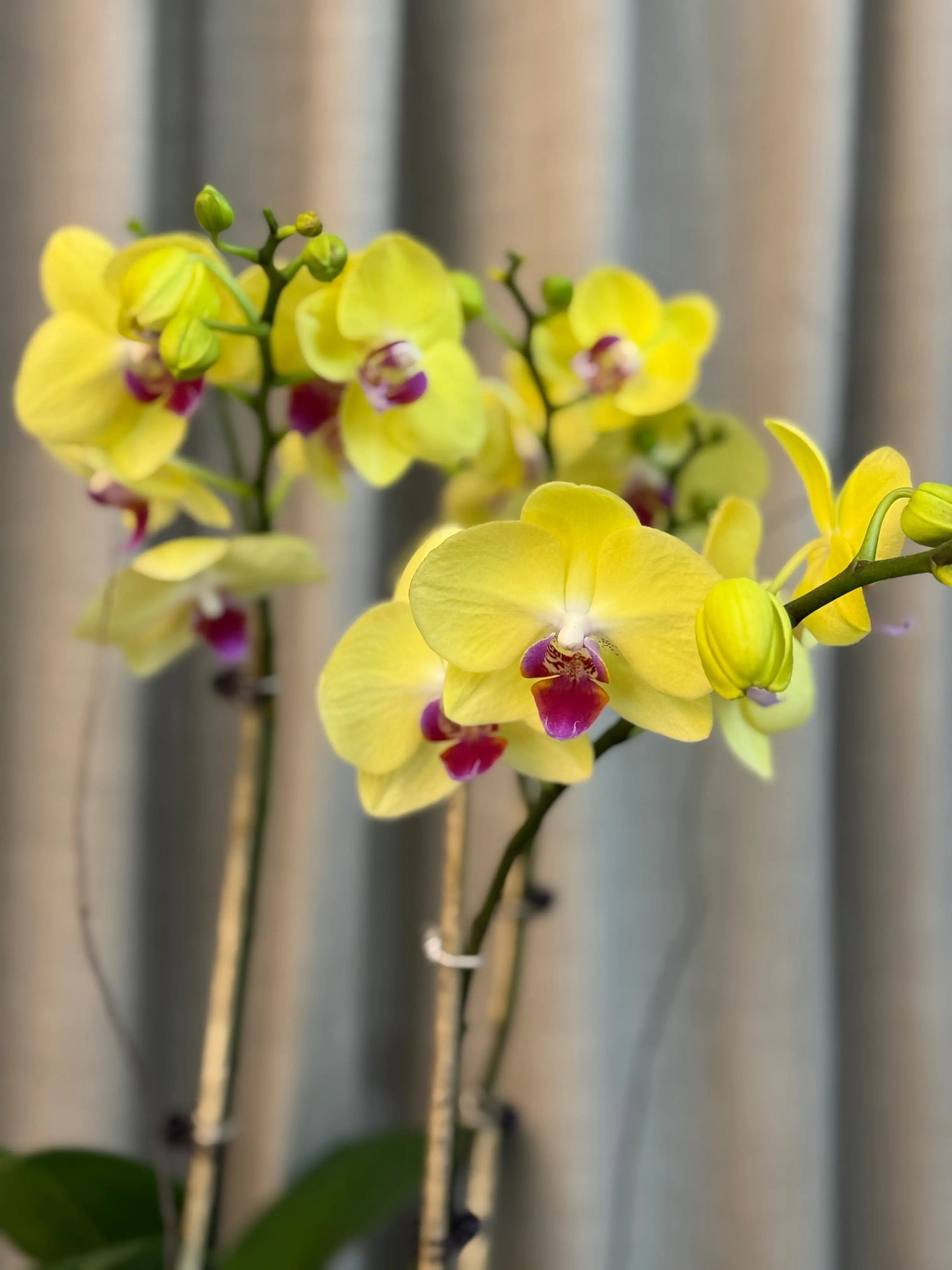 Phalaenopsis Pots - 3 stems Limelight 1magnolialane
