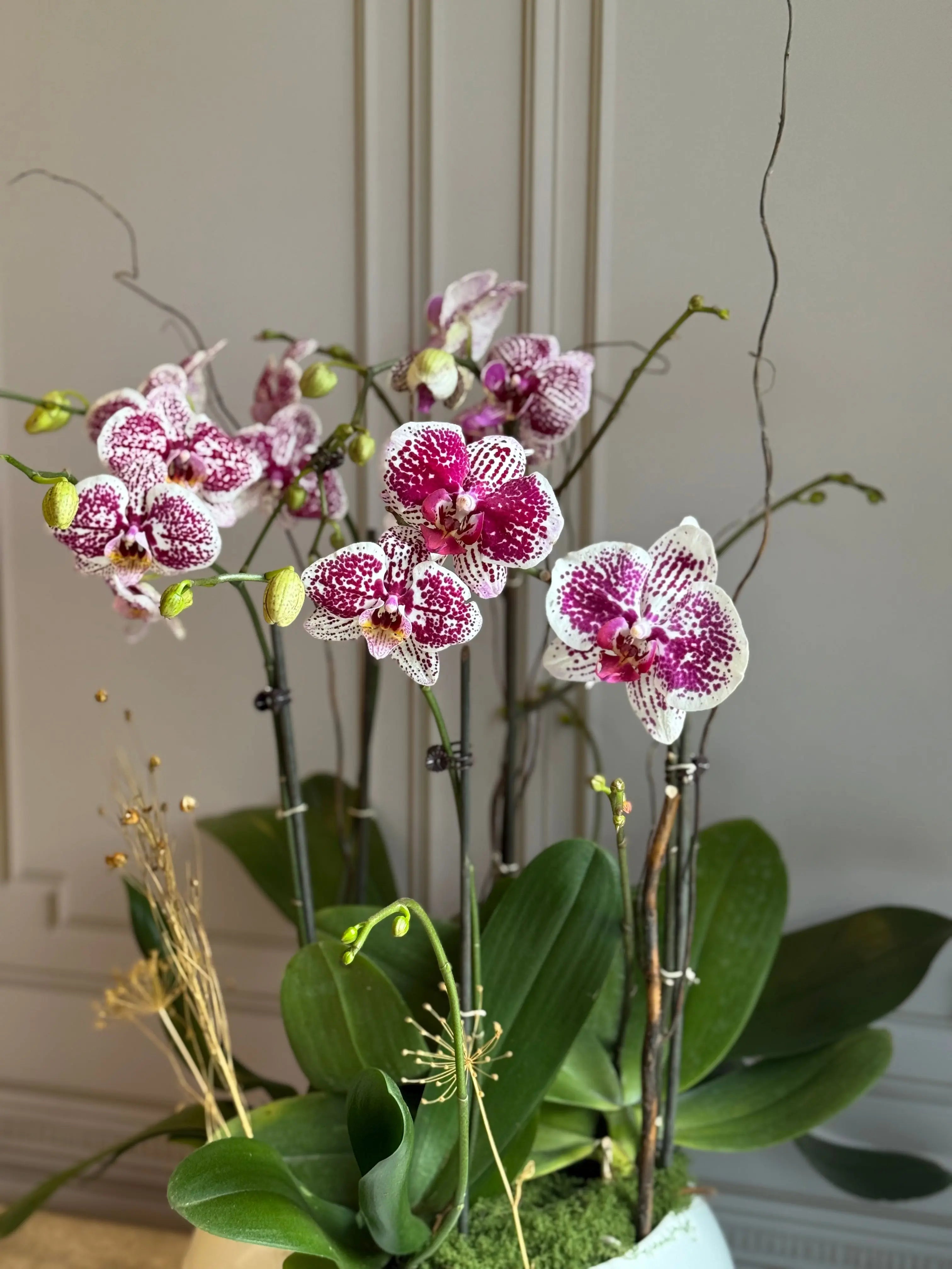 Phalaenopsis Pots - 5 stems 1magnolialane