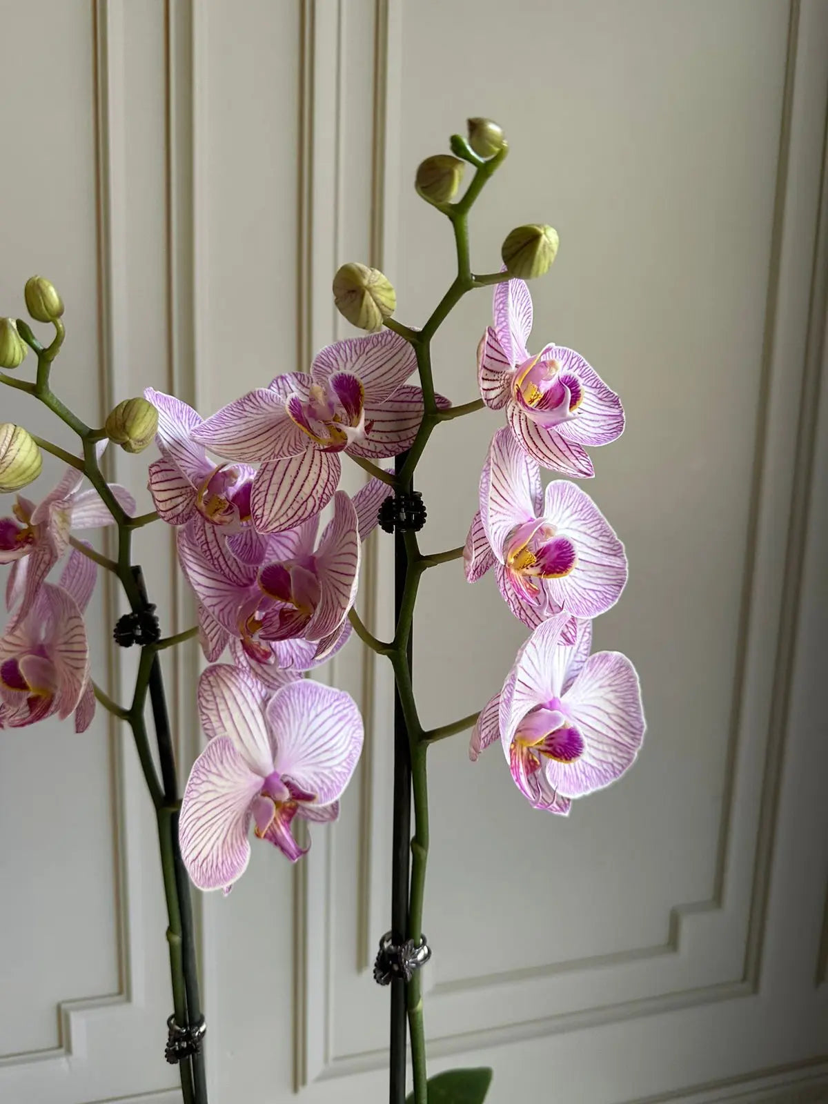 Phalaenopsis Pots - (2 stems) Light Pink with Stripes 1magnolialane