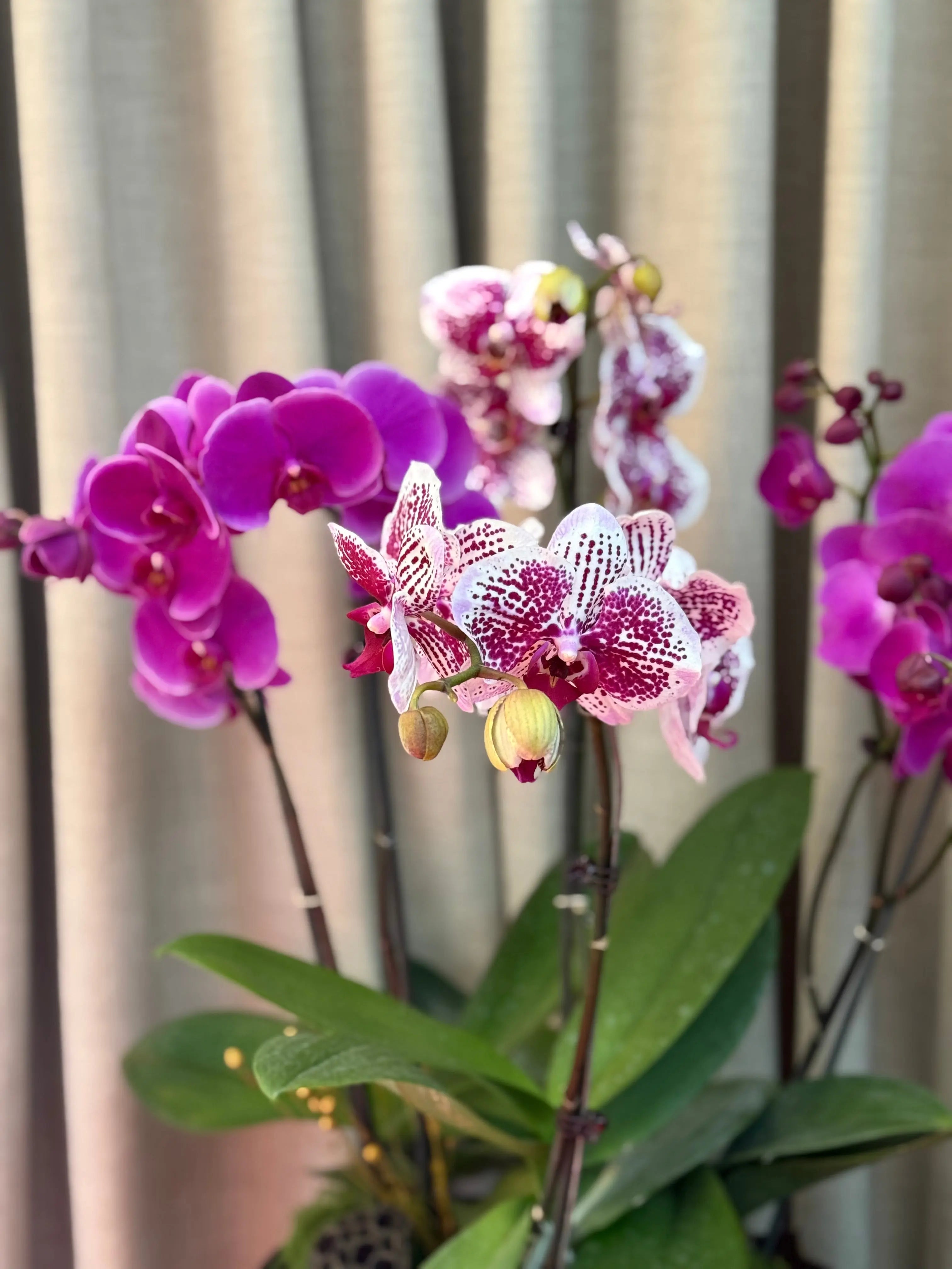 Phalaenopsis Pots - 5 stems Harper seven with Beautiful smile 1magnolialane