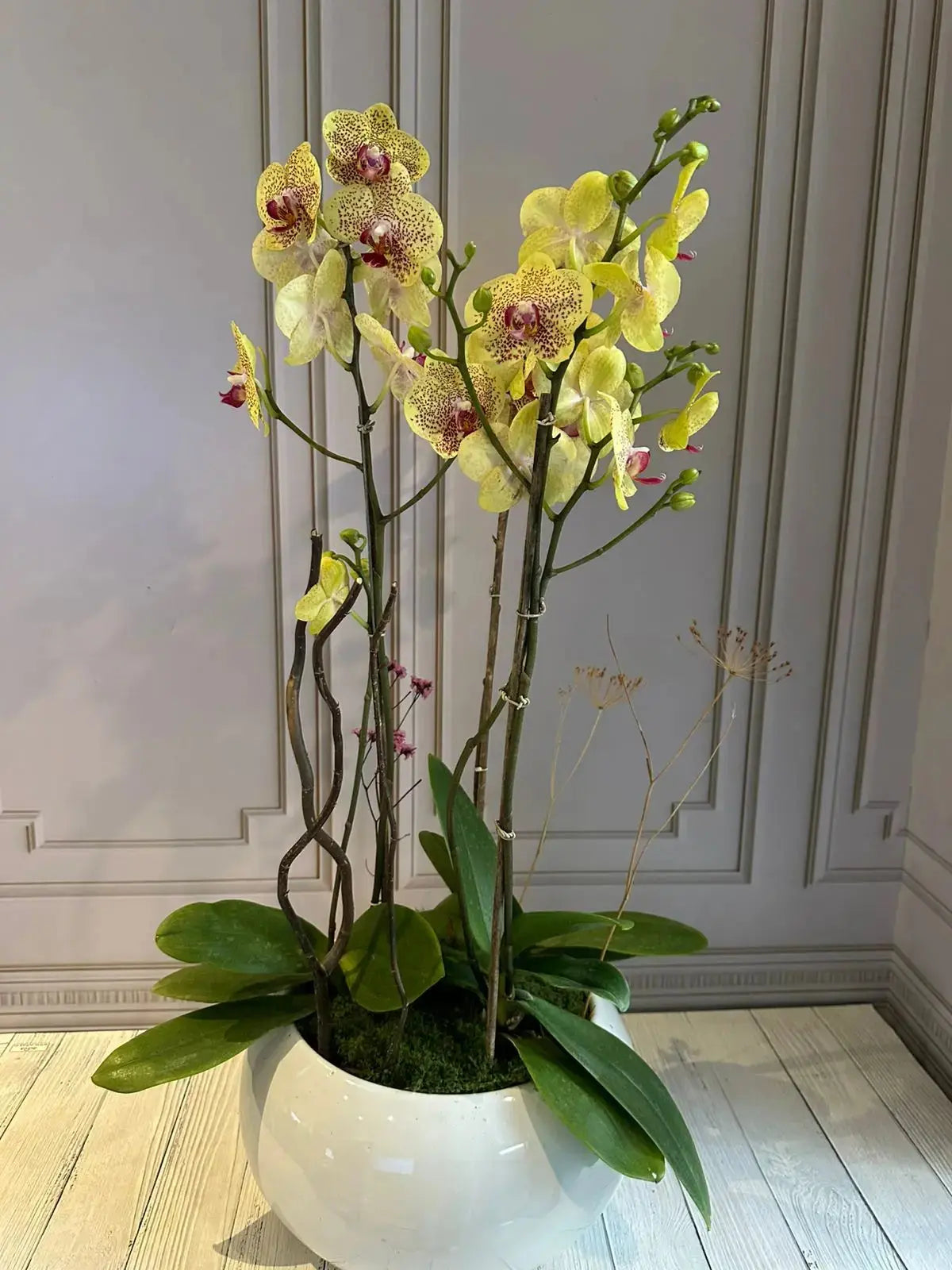 Phalaenopsis Pots (3 stems) (Fancy Freckles) 1magnolialane