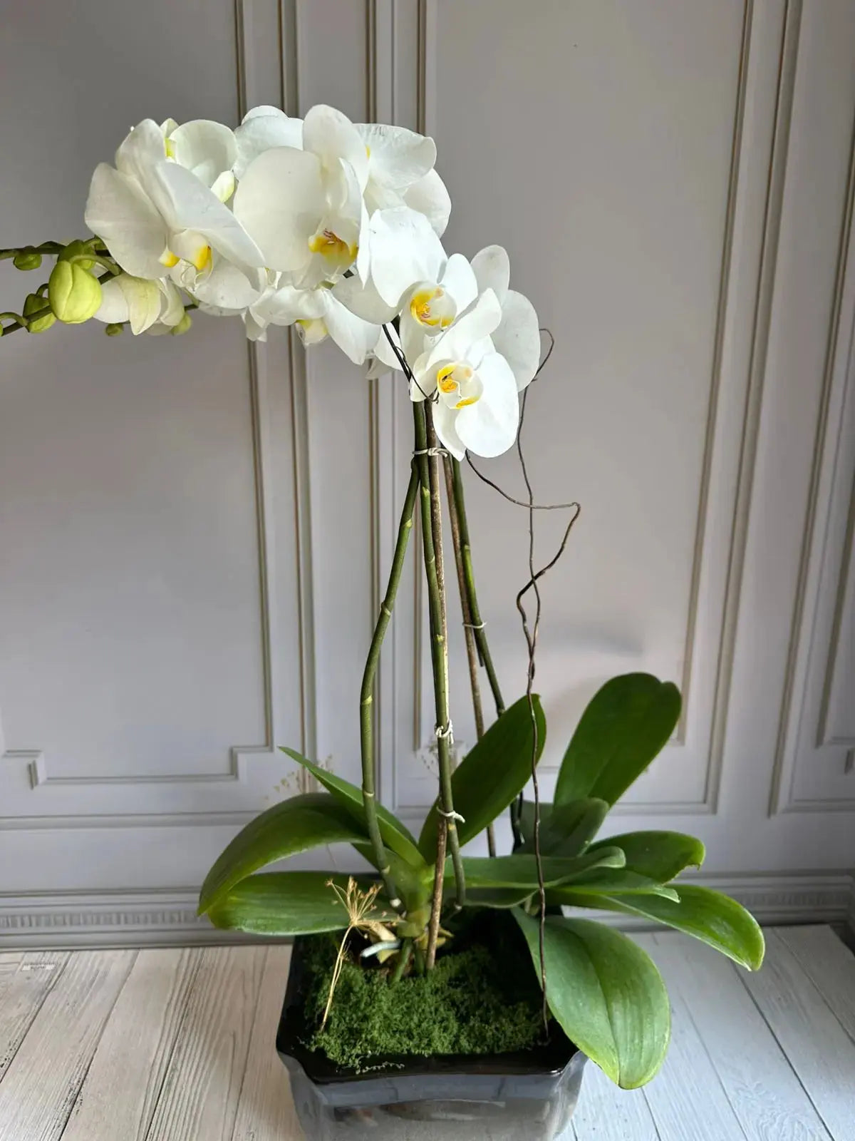 Phalaenopsis Pots (2 stems) (Limelight) 1magnolialane
