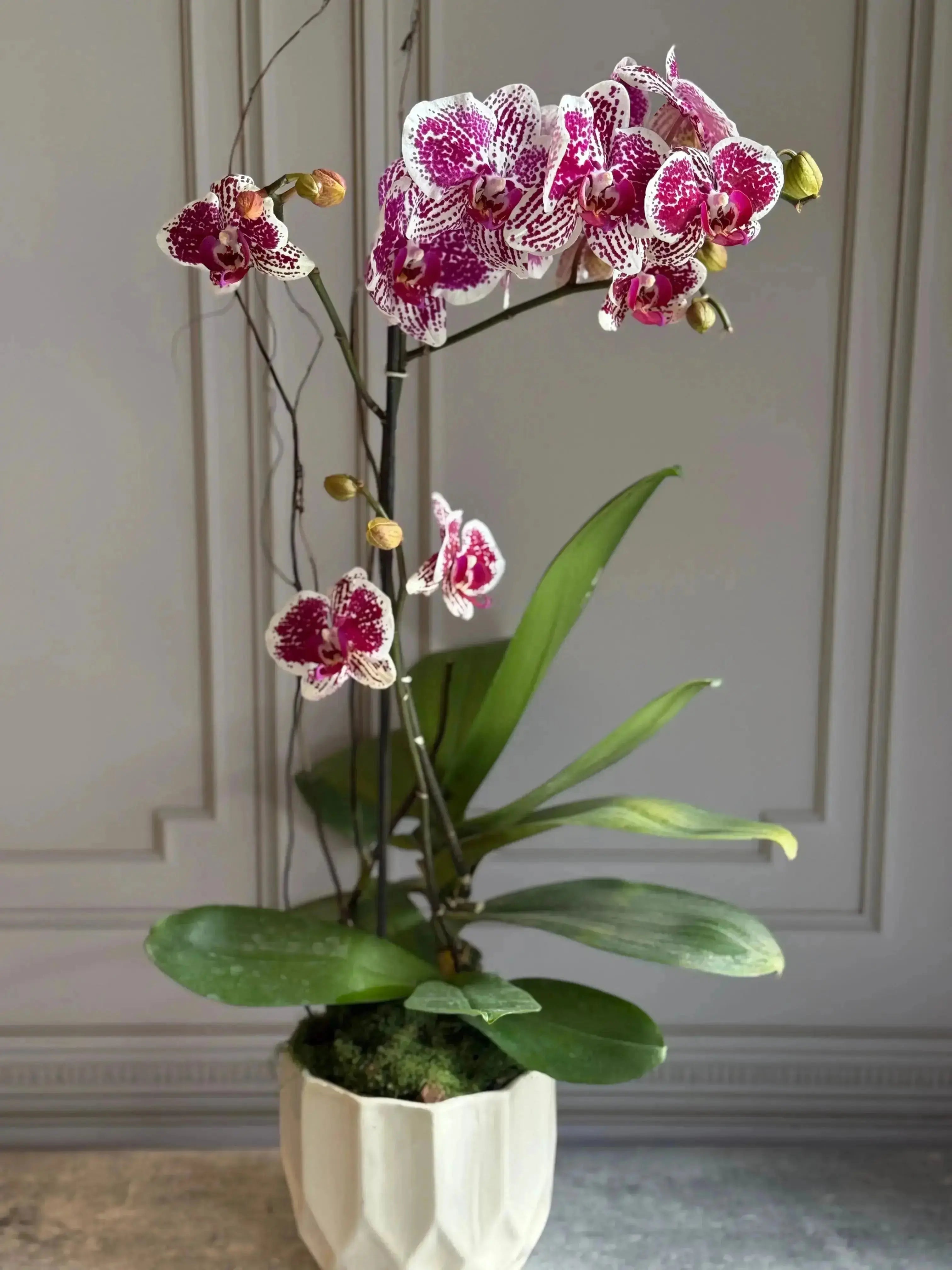 Phalaenopsis Pots - 1 Stem 1magnolialane