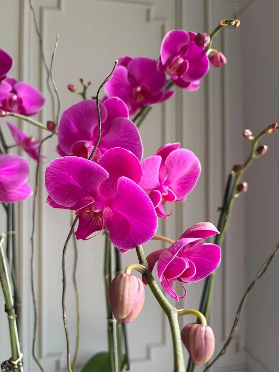 Phalaenopsis Pots - (4 Stems)  Dark Pink 1magnolialane