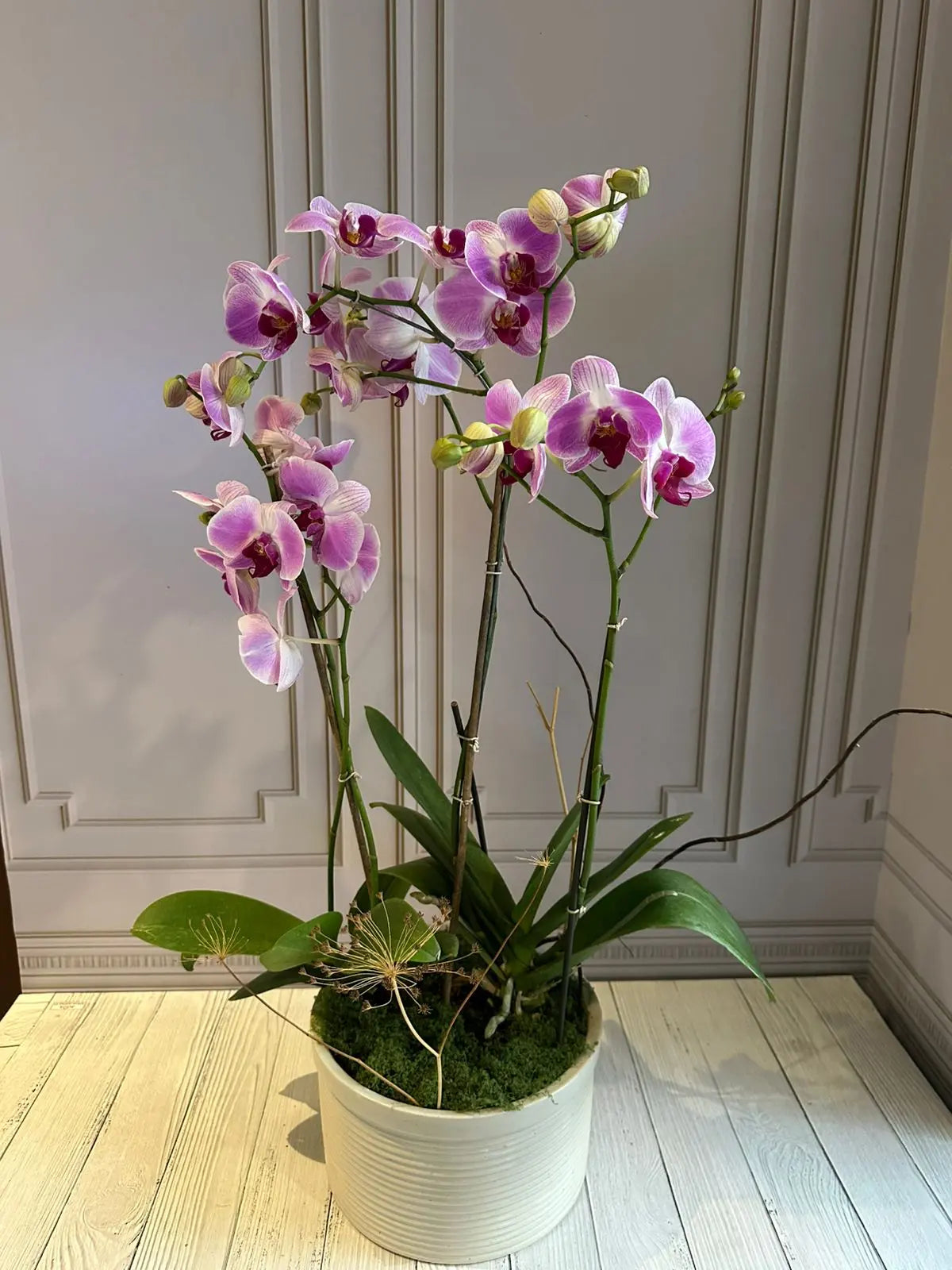 Phalaenopsis Pots (2 stems) (Heartbreaker) 1magnolialane