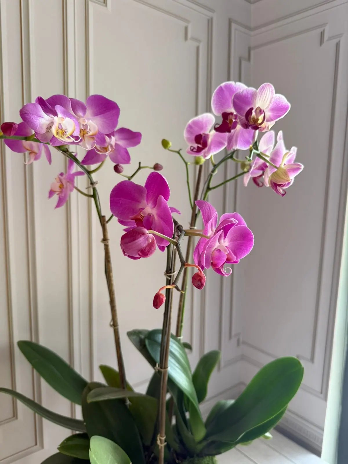 Phalaenopsis Pots (2 stems) (Perceval) 1magnolialane