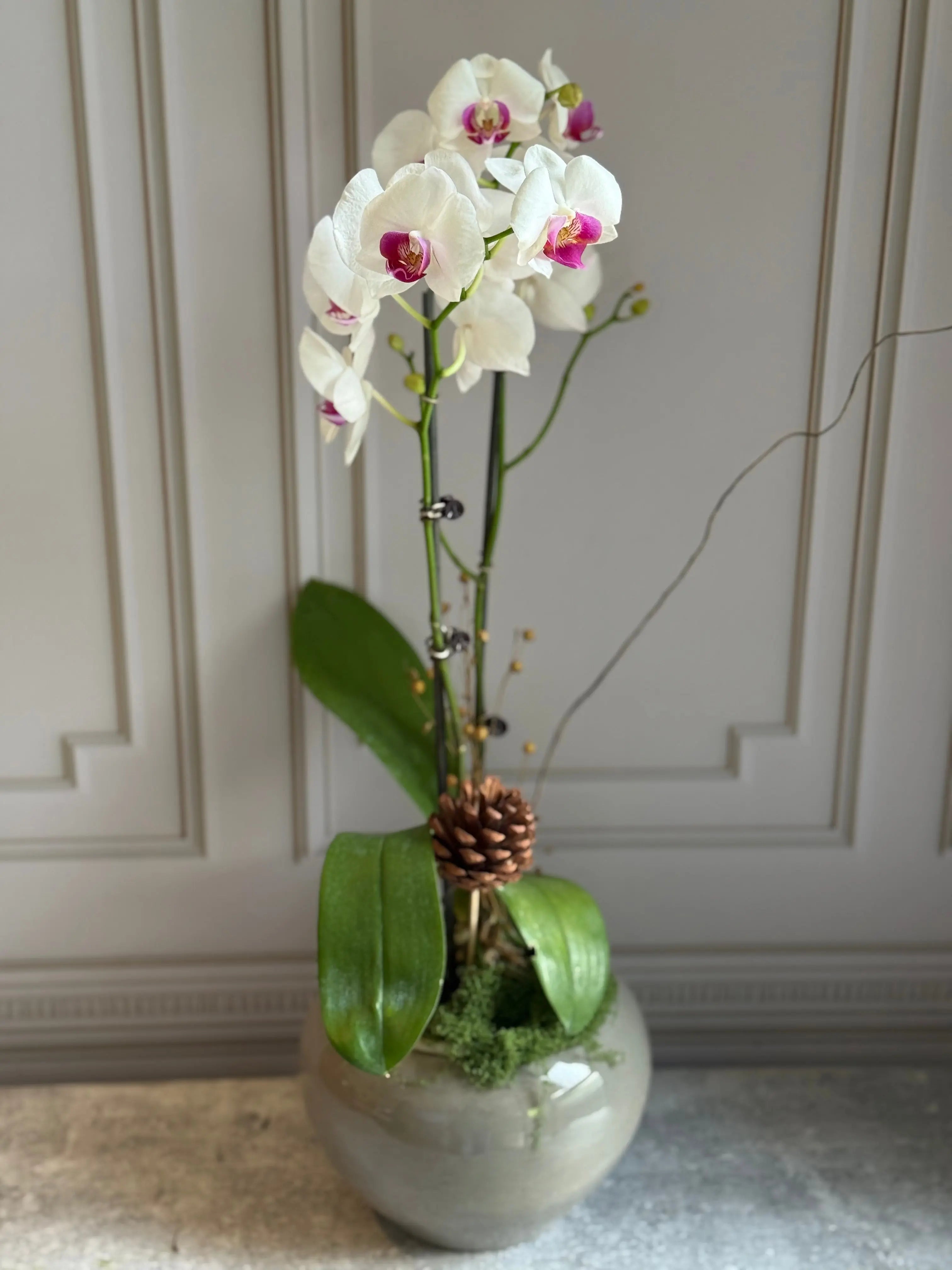 Phalaenopsis Pots - 2 stems 1magnolialane