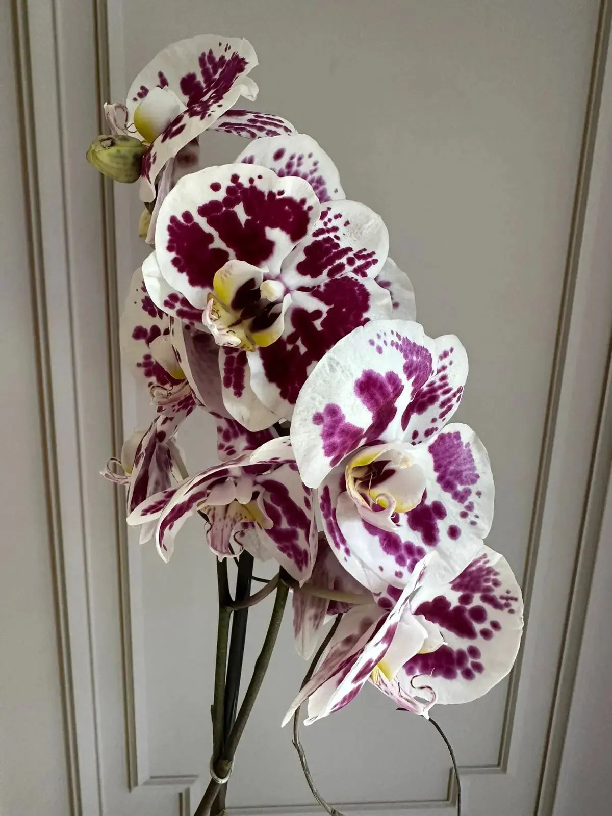 Phalaenopsis Plants (1 Stem) (Prima Piano) 1magnolialane