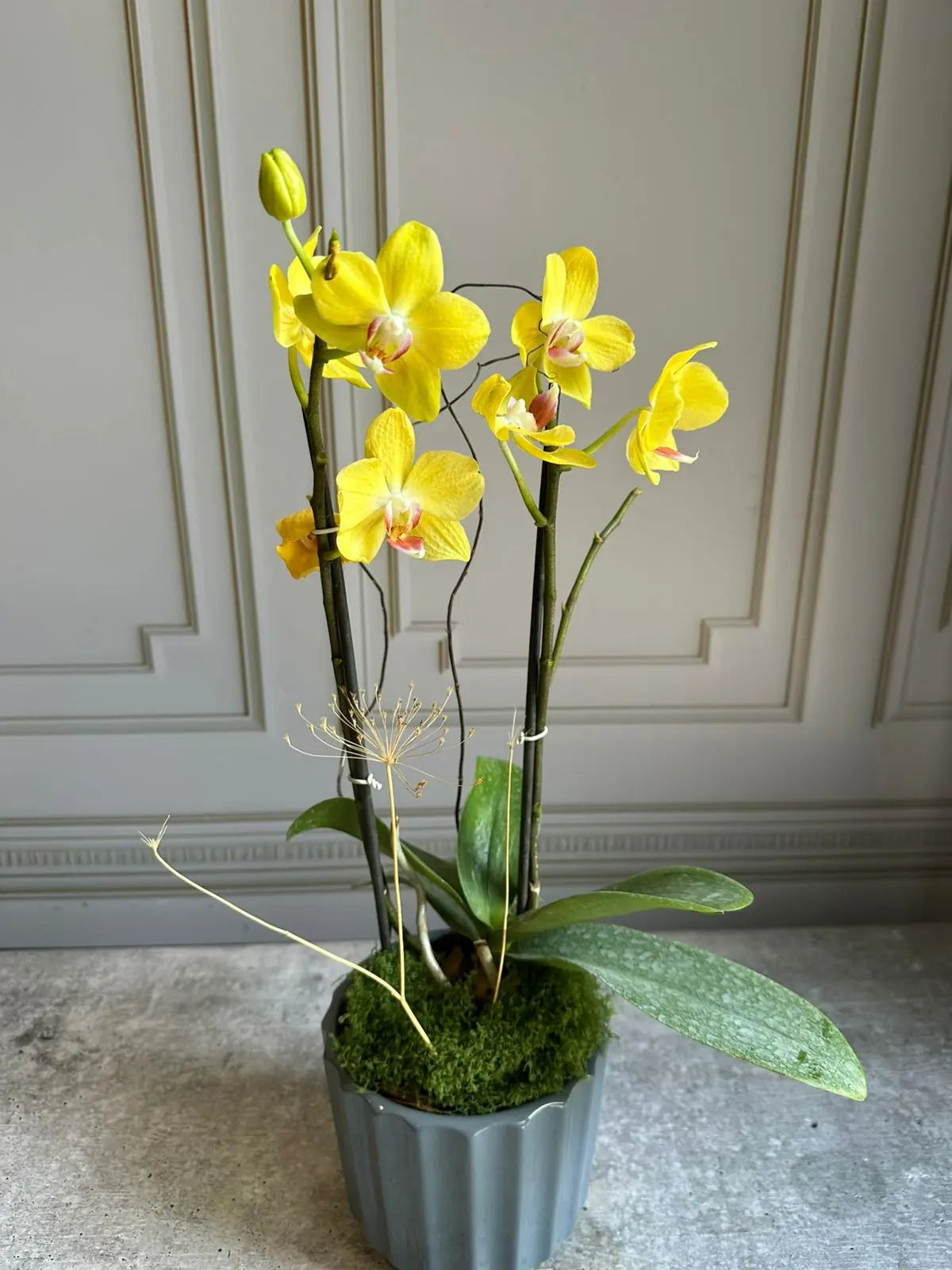 Phalaenopsis Pots (2 stems) Limelight 1magnolialane