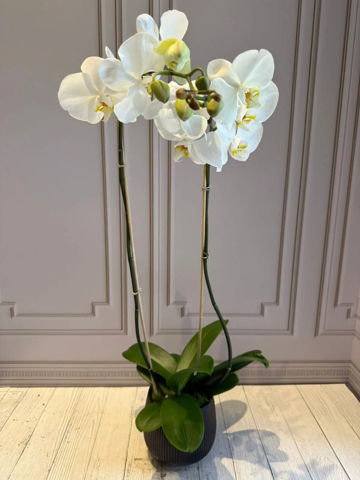 Phalaenopsis Pots - 2 stems White with yellow center 1magnolialane