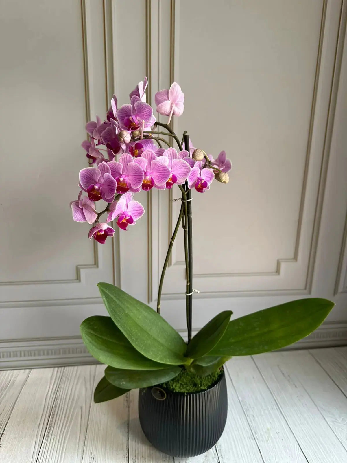 Phalaenopsis Plants (1 Stem) (Arcadia) 1magnolialane