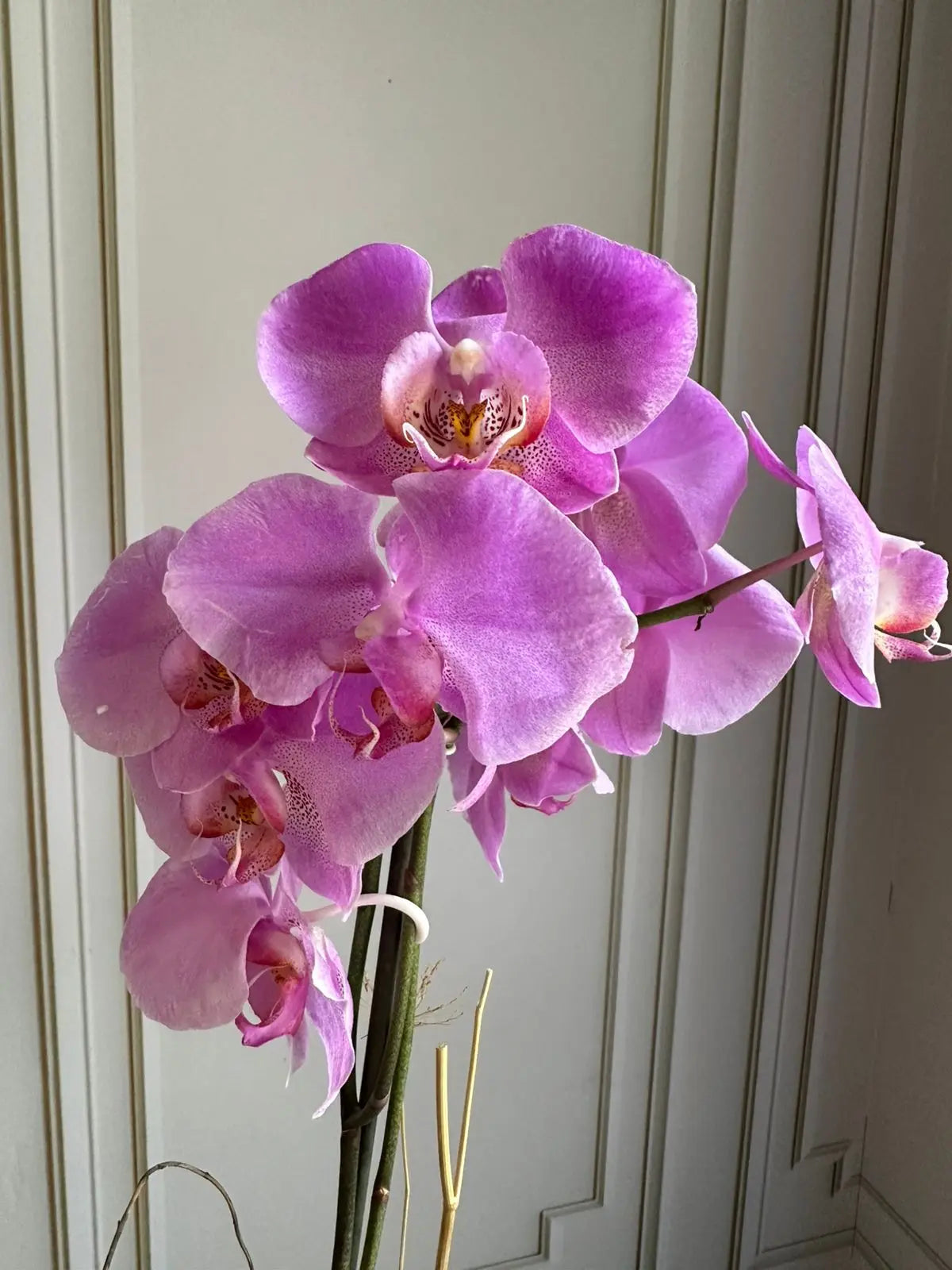 Phalaenopsis Pots ( 2 stems ) 24 1magnolialane