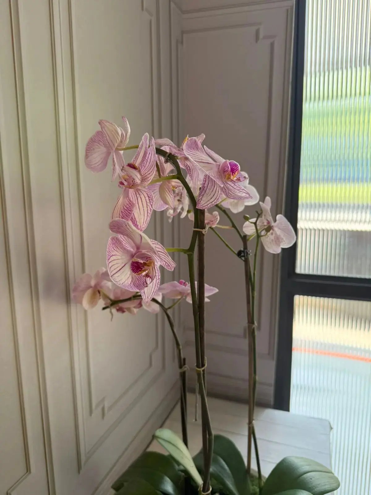 Phalaenopsis Pots - 3 Stems (Little Star) 1magnolialane