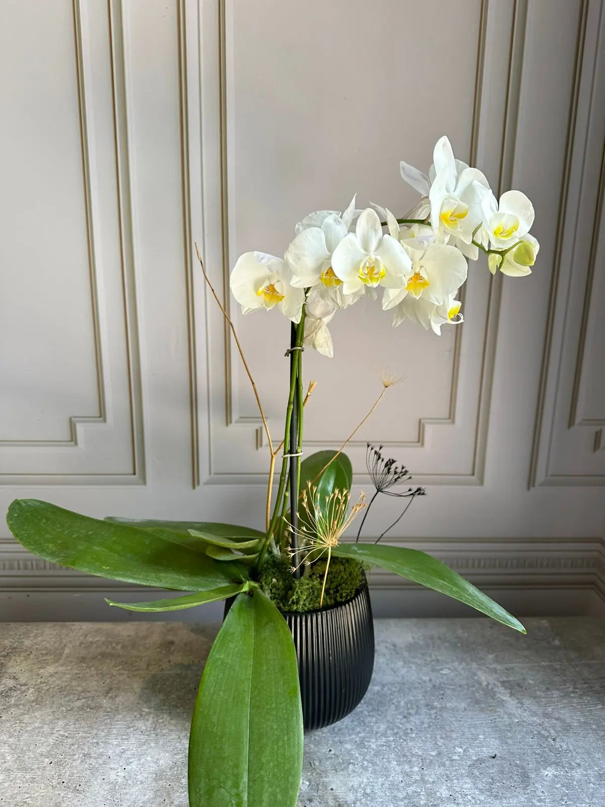 Phalaenopsis Pots (2 stems) 1magnolialane