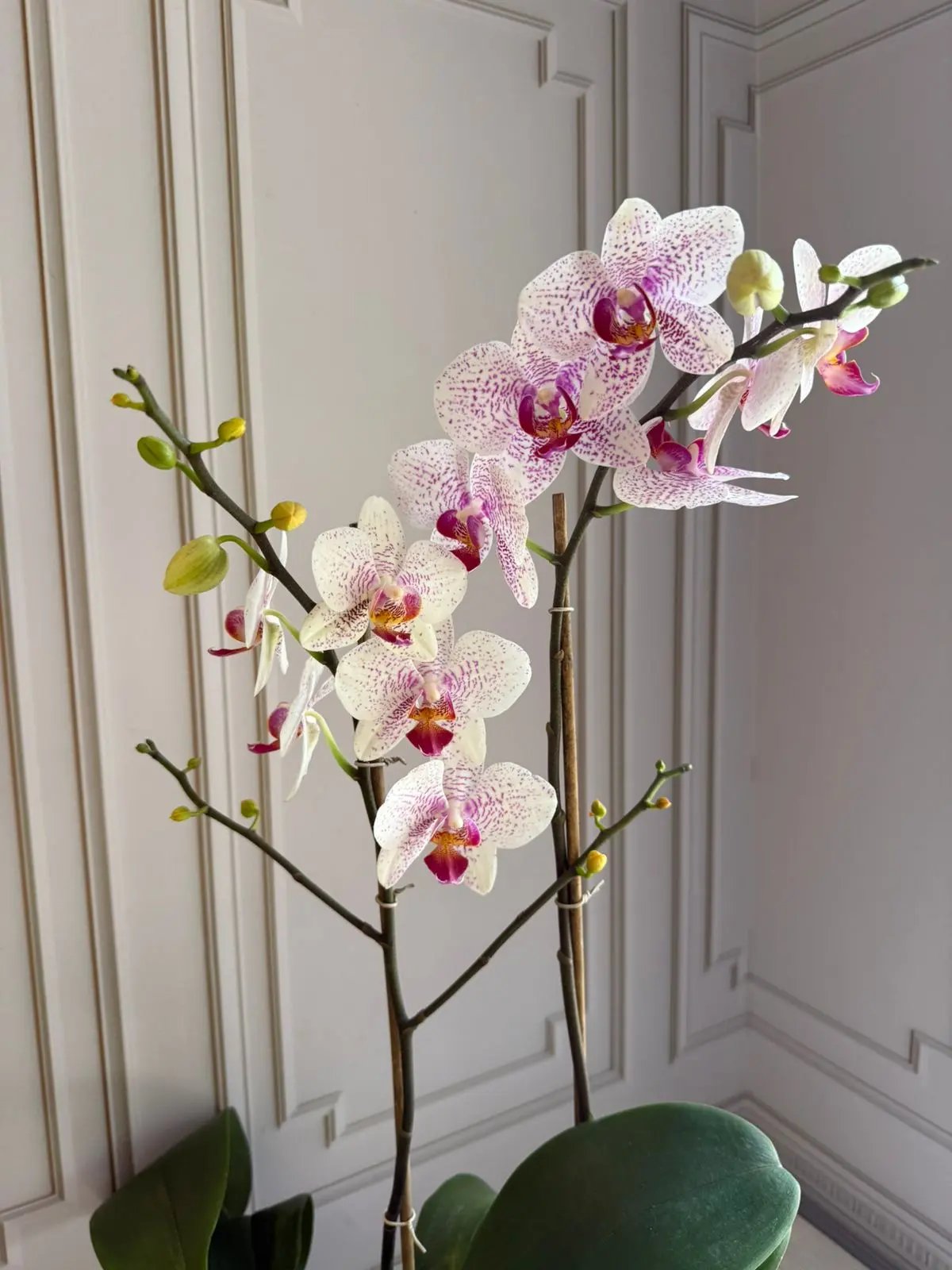 Phalaenopsis Pots (2 stems) (Fancy Freckles) 1magnolialane