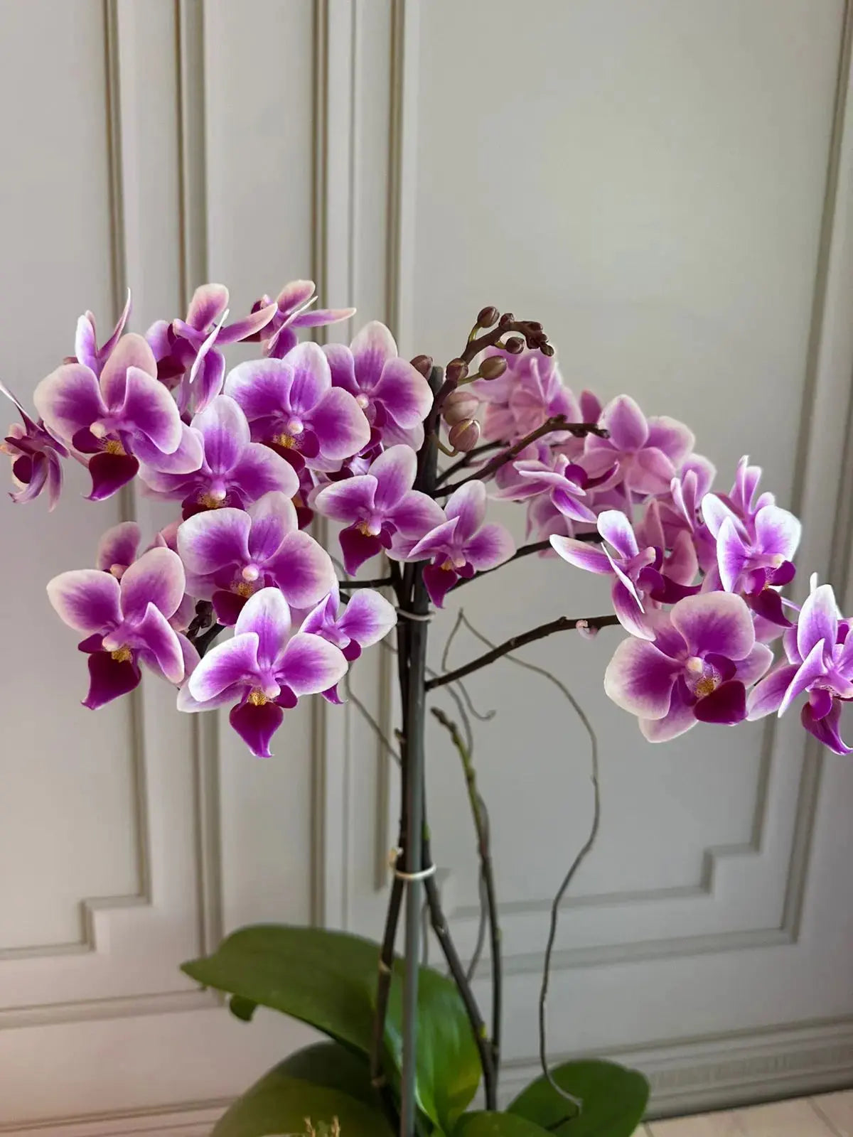 Phalaenopsis Plants (1 Stem) (Wiggle Giggle) 1magnolialane