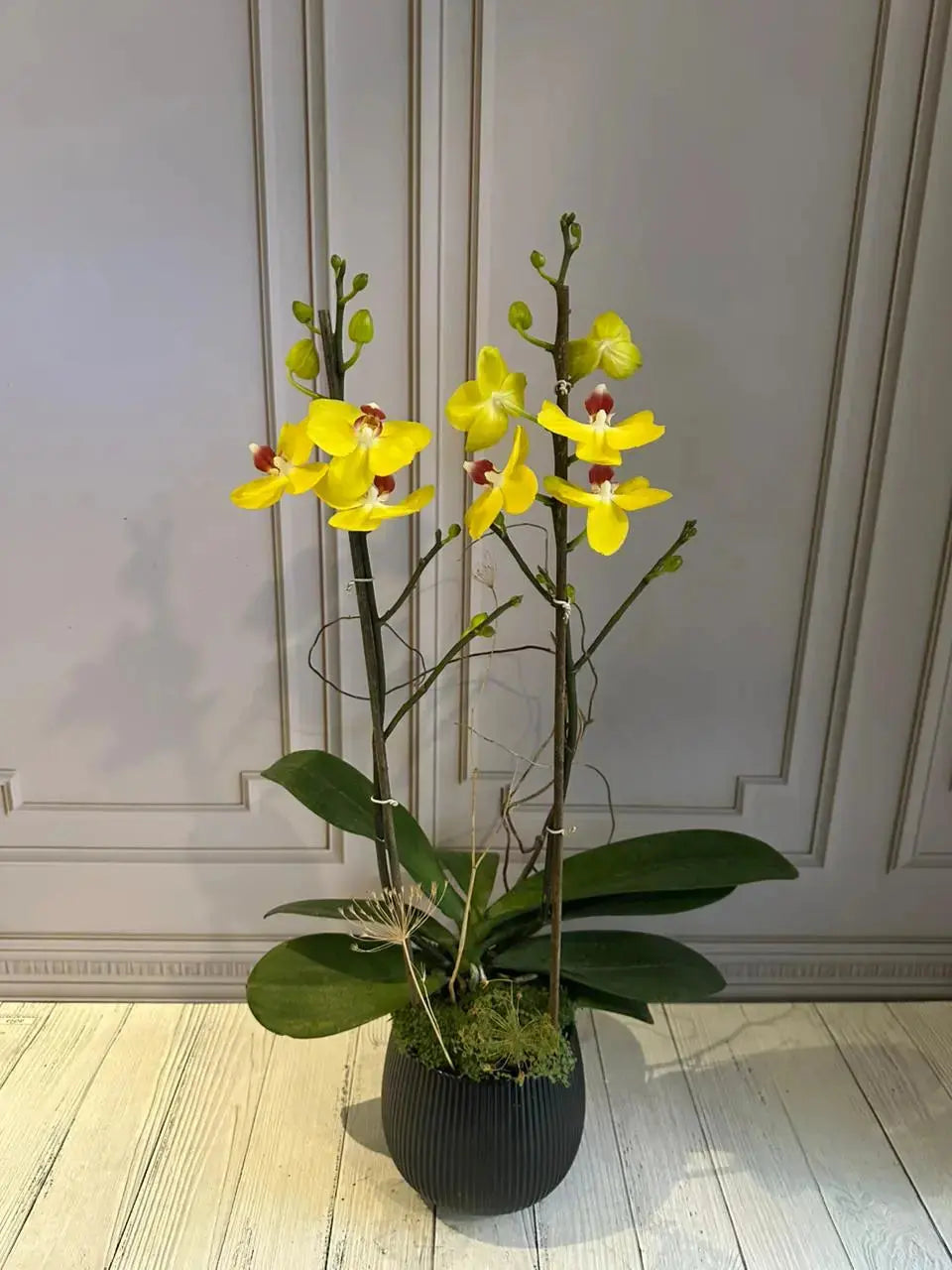 Phalaenopsis Pots (2 stems) (Limelight) 1magnolialane