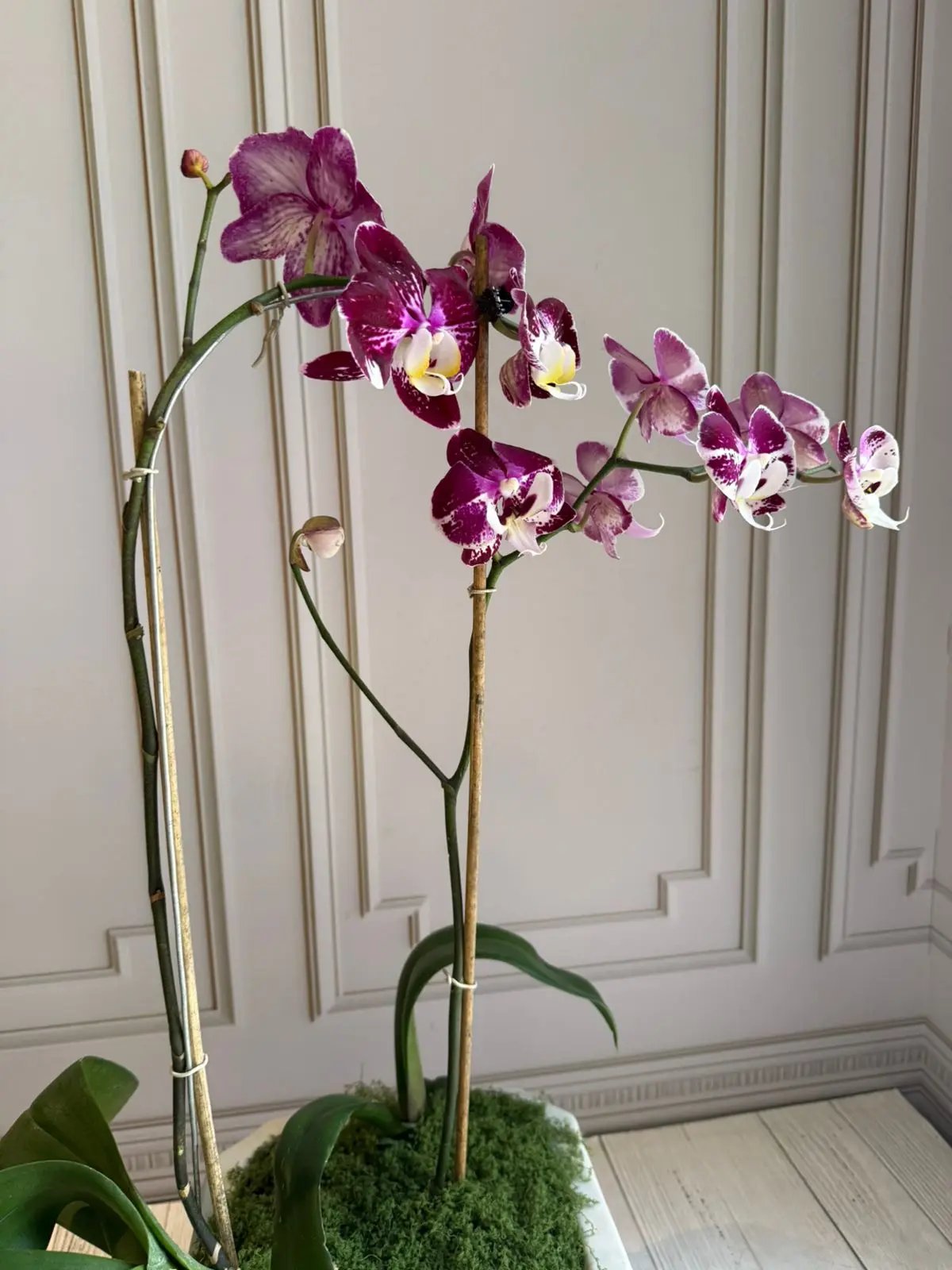 Phalaenopsis Pots (2 stems) (Orchion) 1magnolialane
