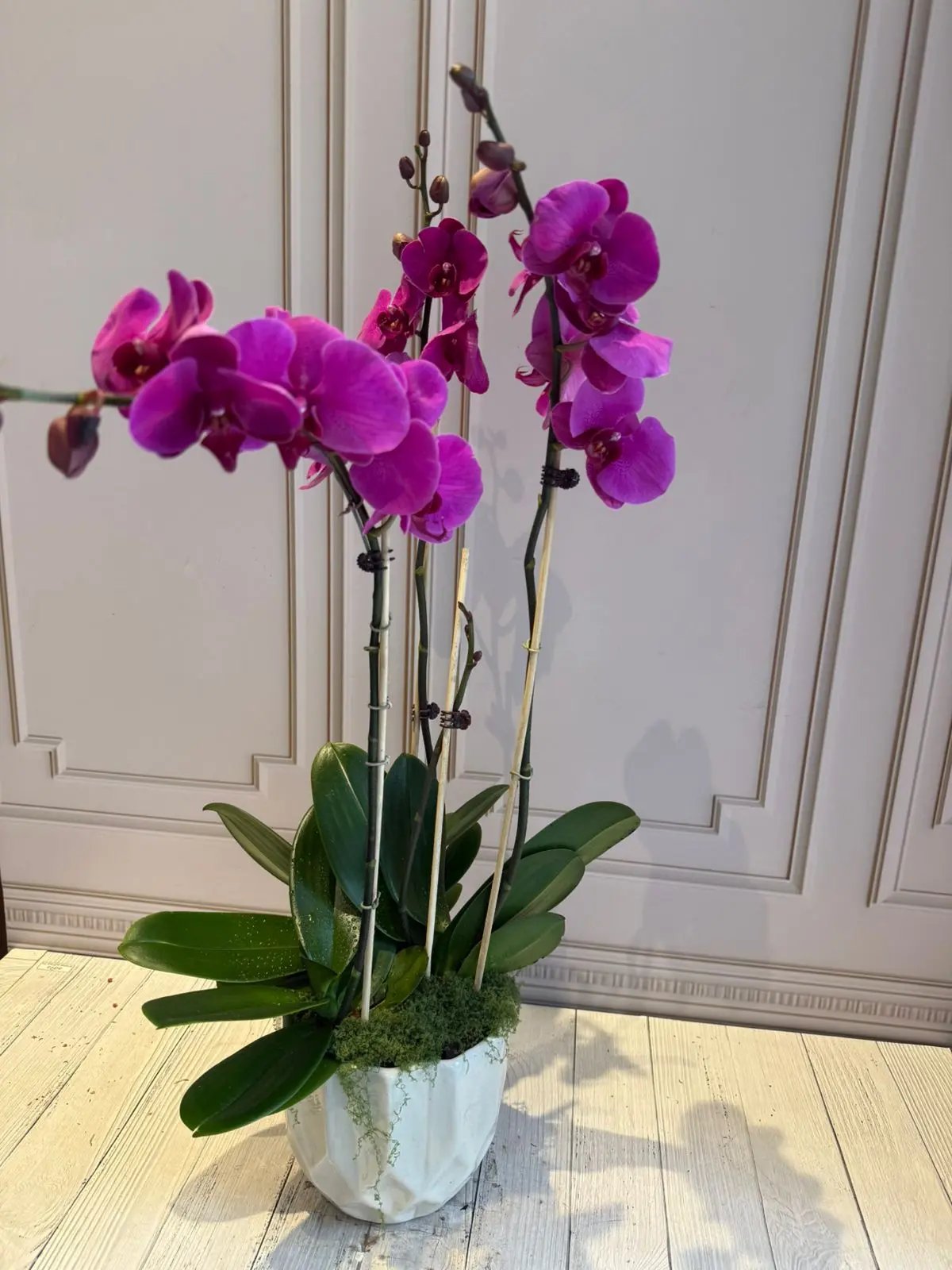 Phalaenopsis Pots (3 stems) Dark Pink 1magnolialane