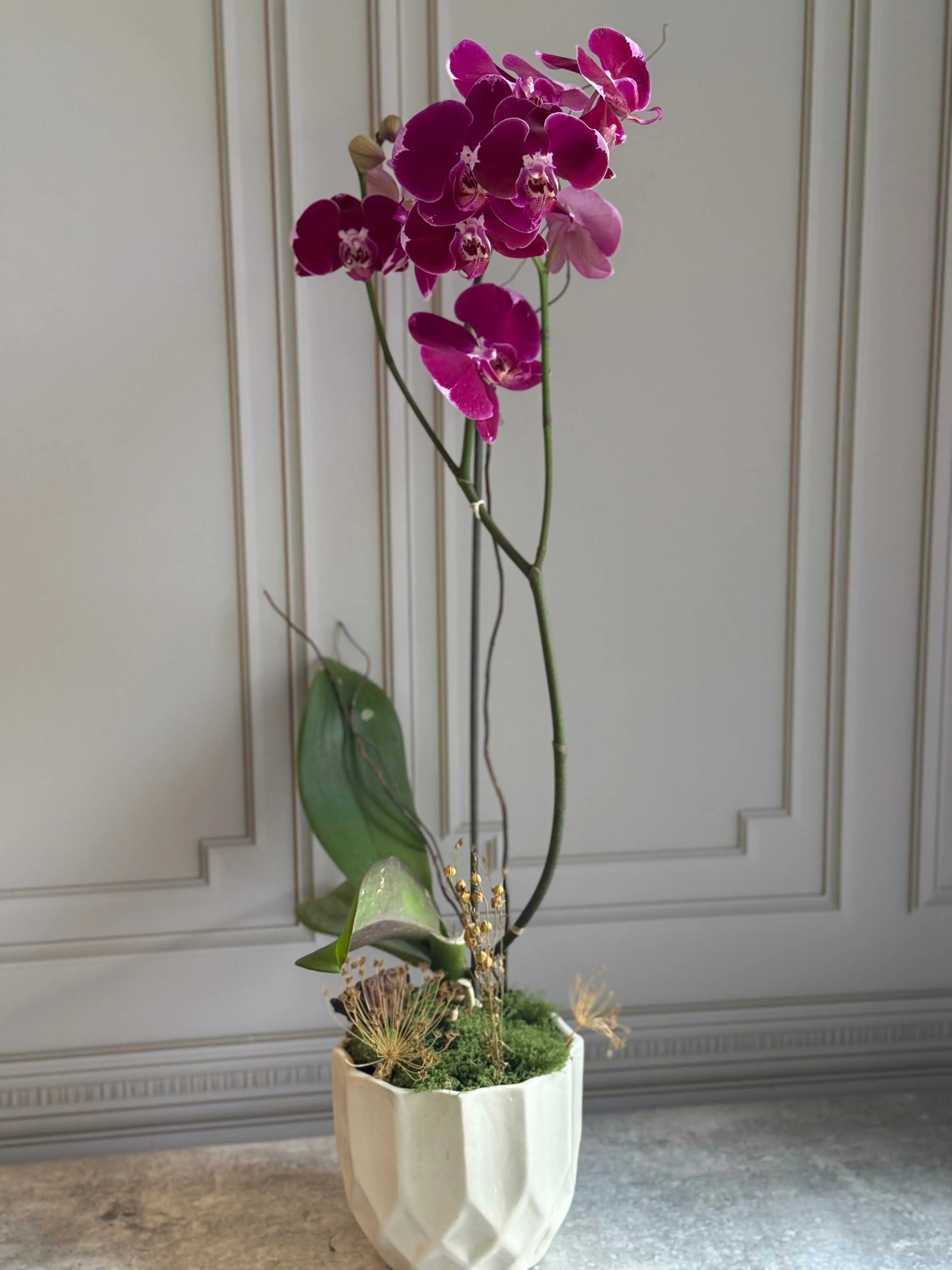 Phalaenopsis Pots - 1 Stem 1magnolialane
