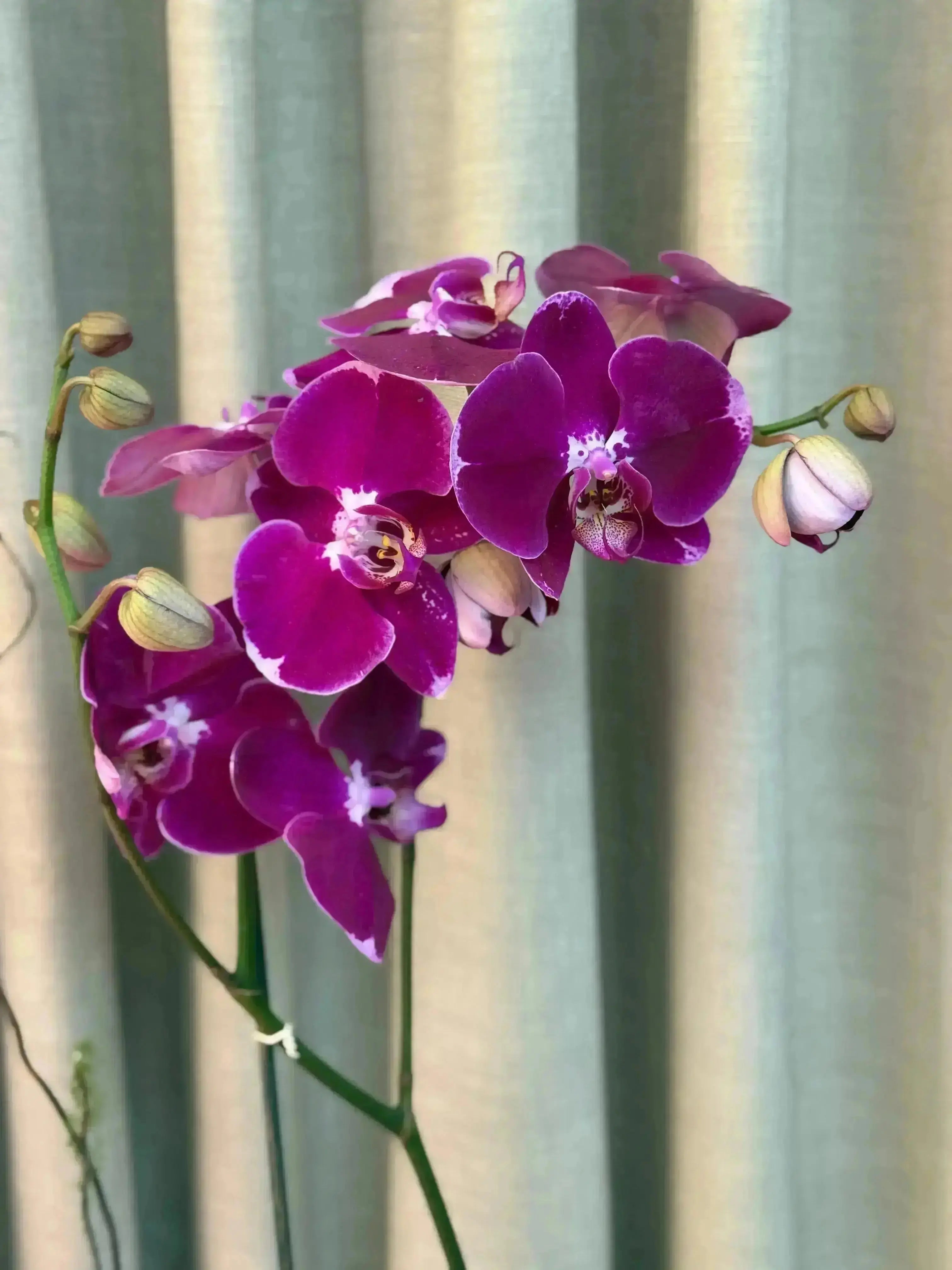 Phalaenopsis Pots - 1 Stem 1magnolialane