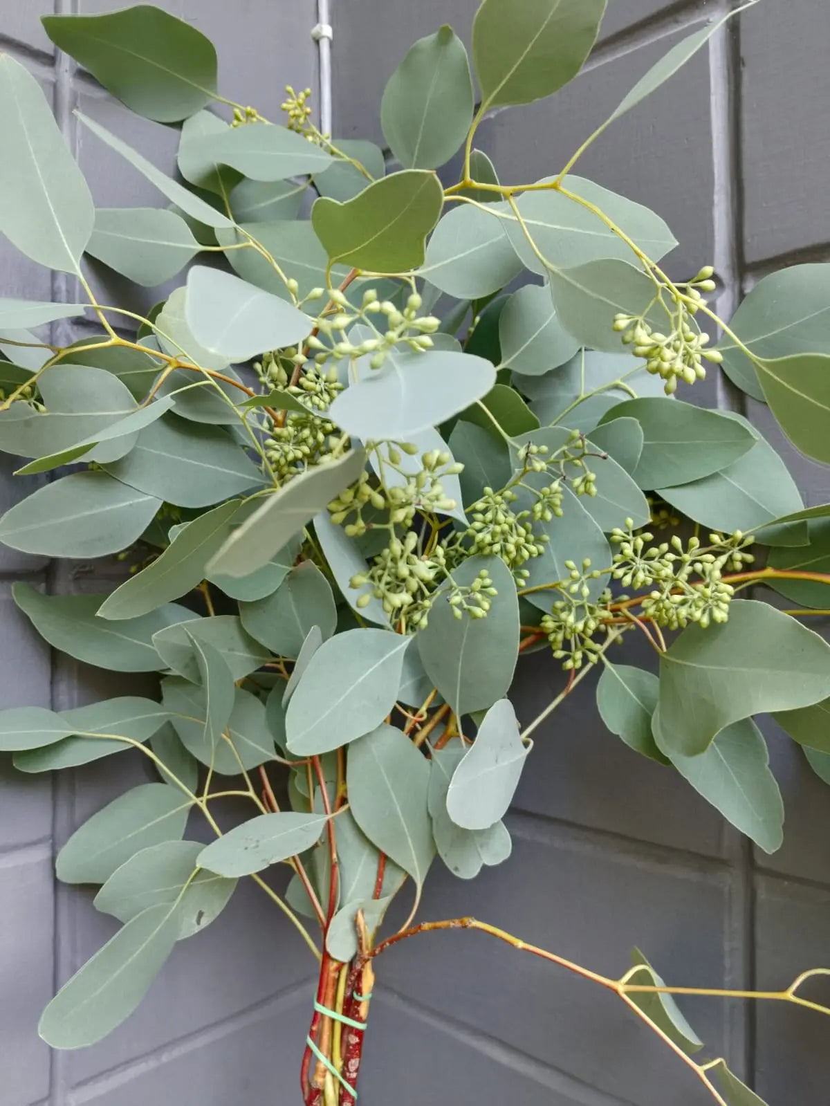 Seeded Eucalyptus Populous 1magnolialane