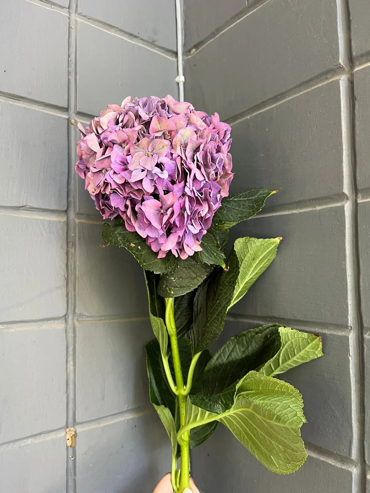 Hydrangea 1magnolialane