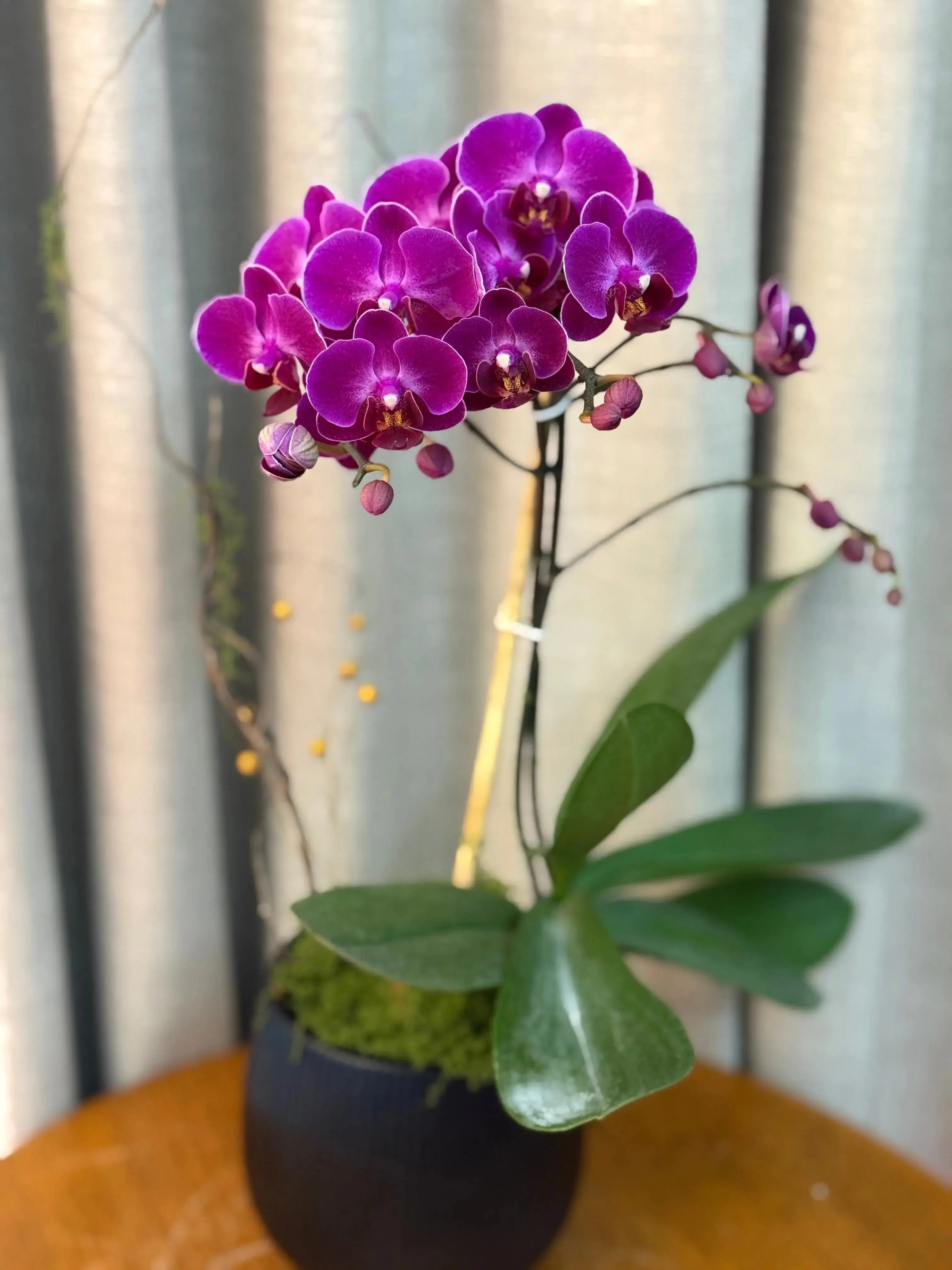 Phalaenopsis - Day Break 1magnolialane