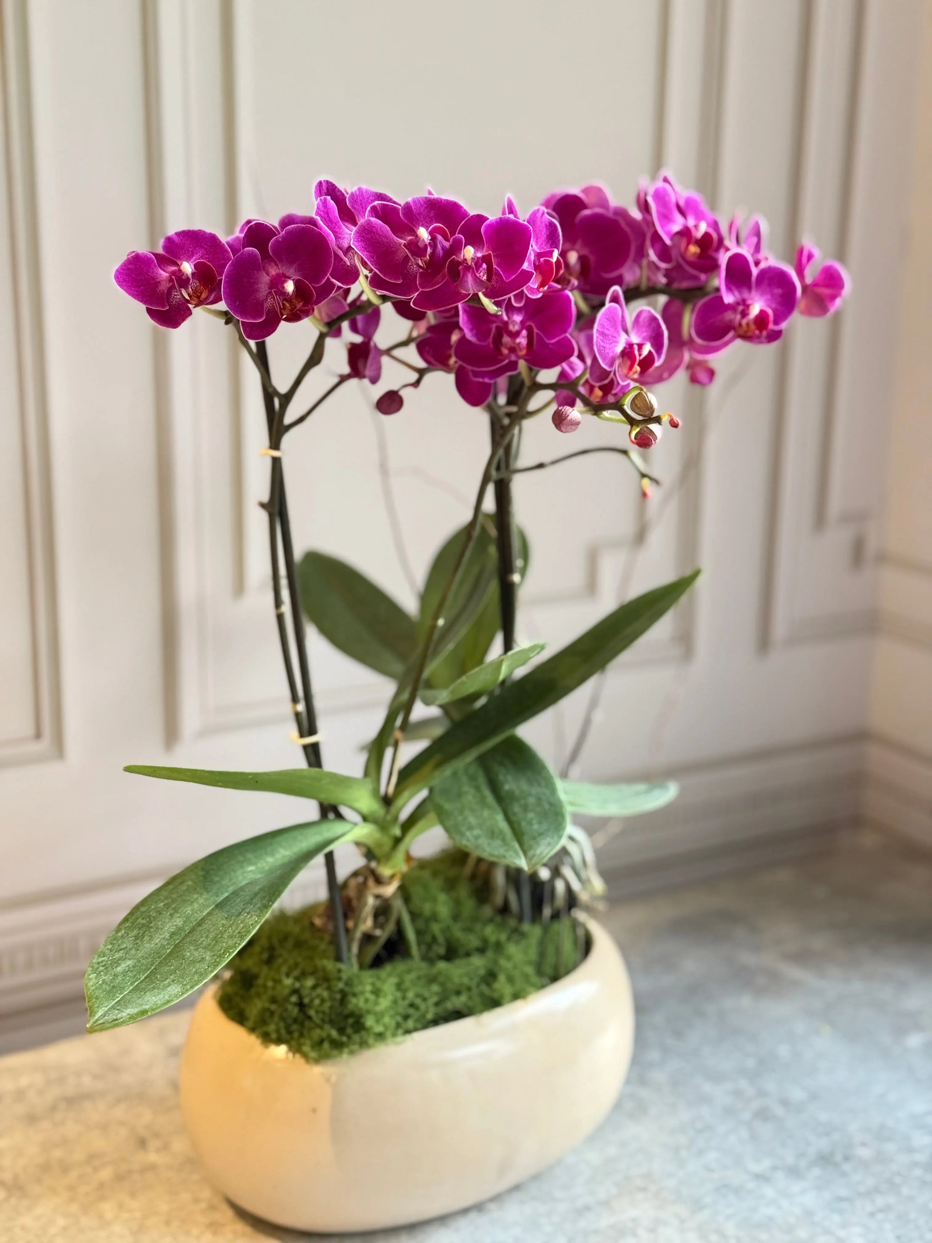 Phalaenopsis Pots - 2 stems 1magnolialane