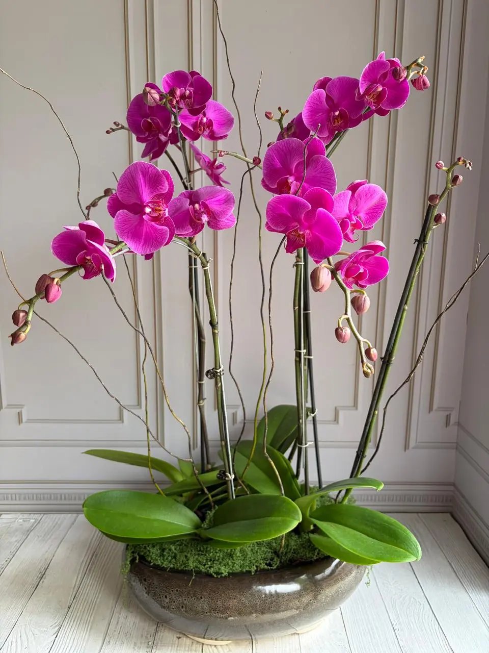 Phalaenopsis Pots - (4 Stems)  Dark Pink 1magnolialane