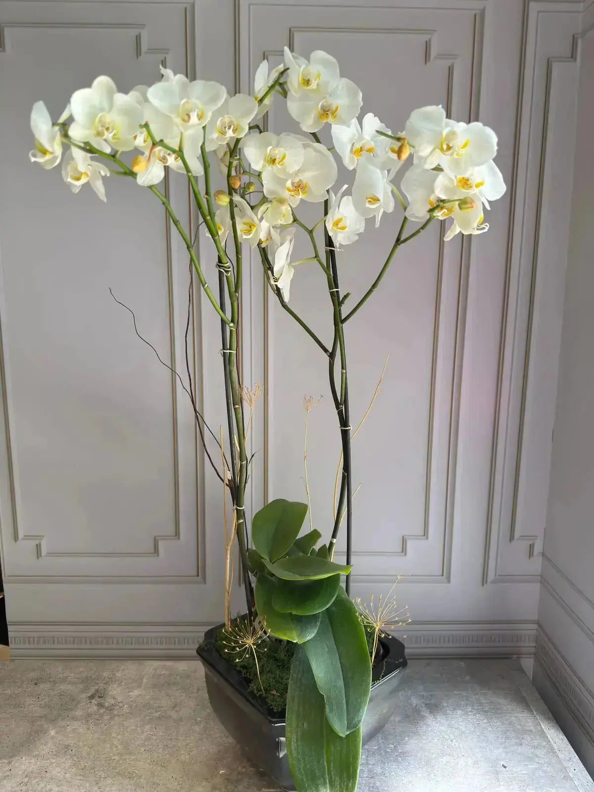 Phalaenopsis Pots (3 stems) Snow Flake 1magnolialane