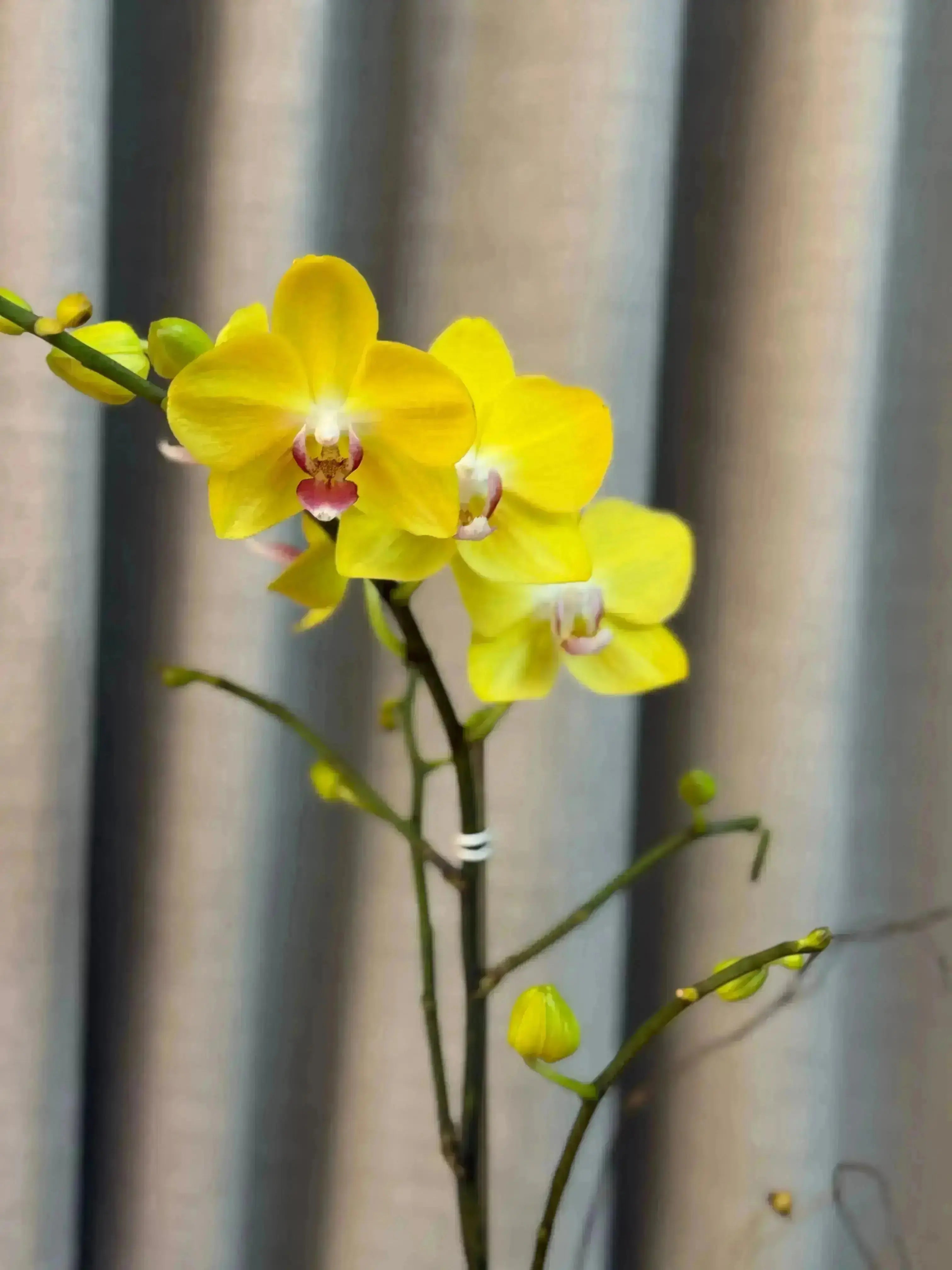 Phalaenopsis Pots - 1 Stem 1magnolialane