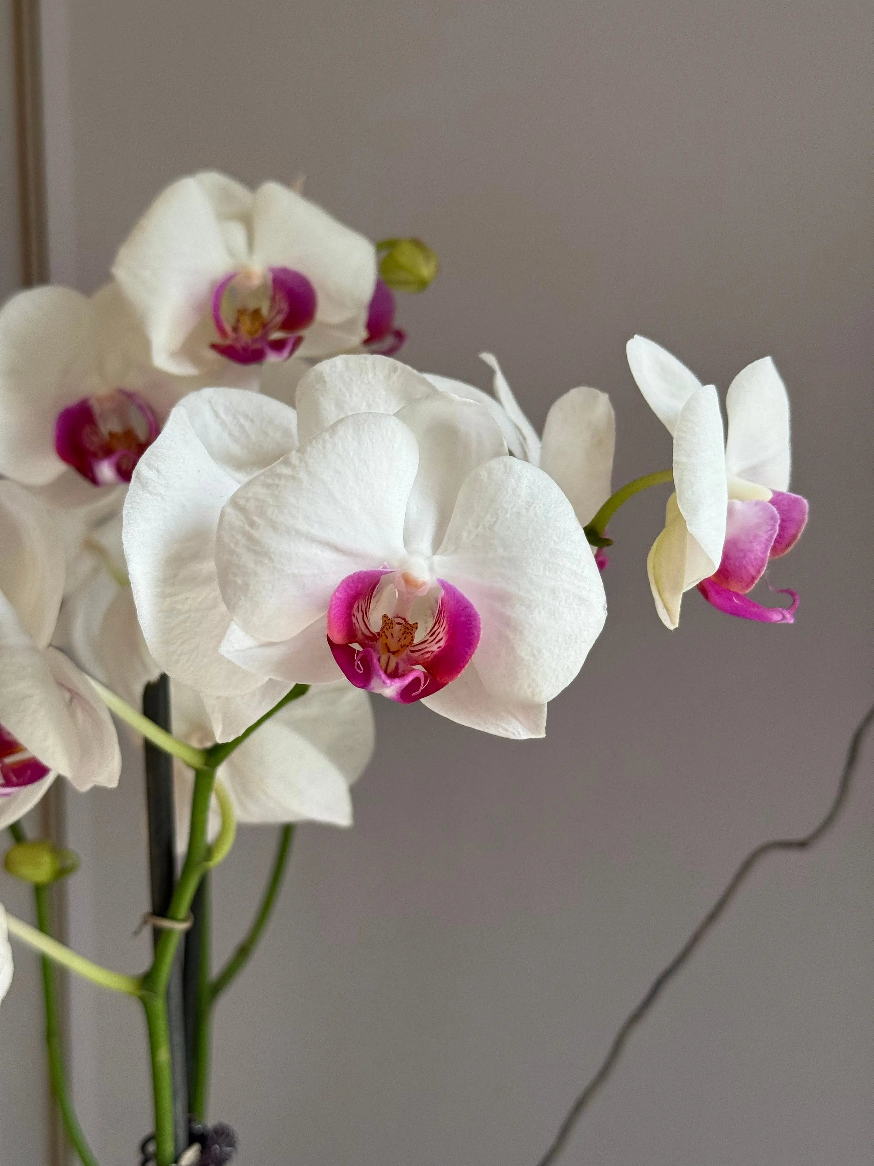 Phalaenopsis Pots - 2 stems 1magnolialane