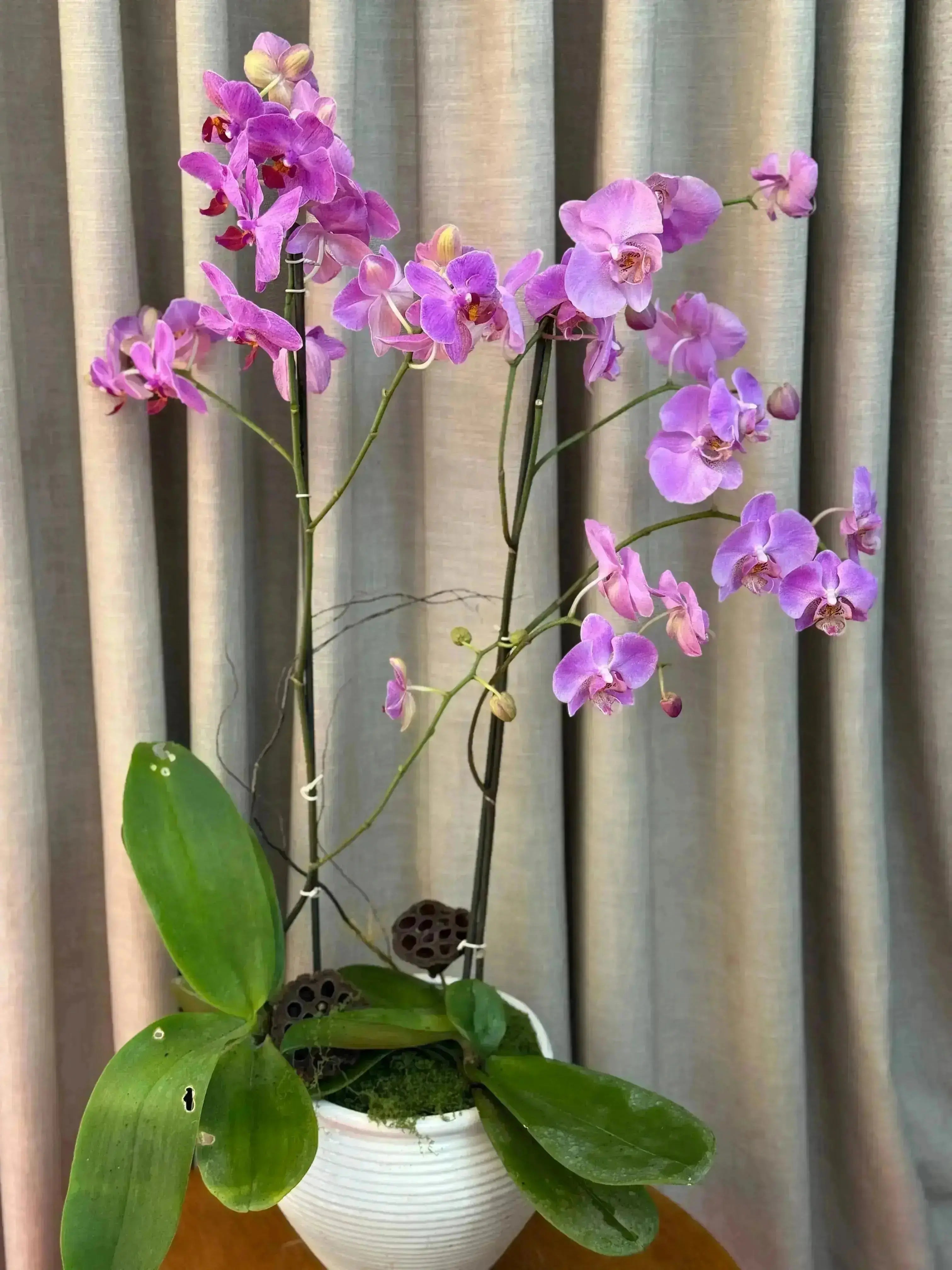 Phalaenopsis Pots - 2 stems 1magnolialane
