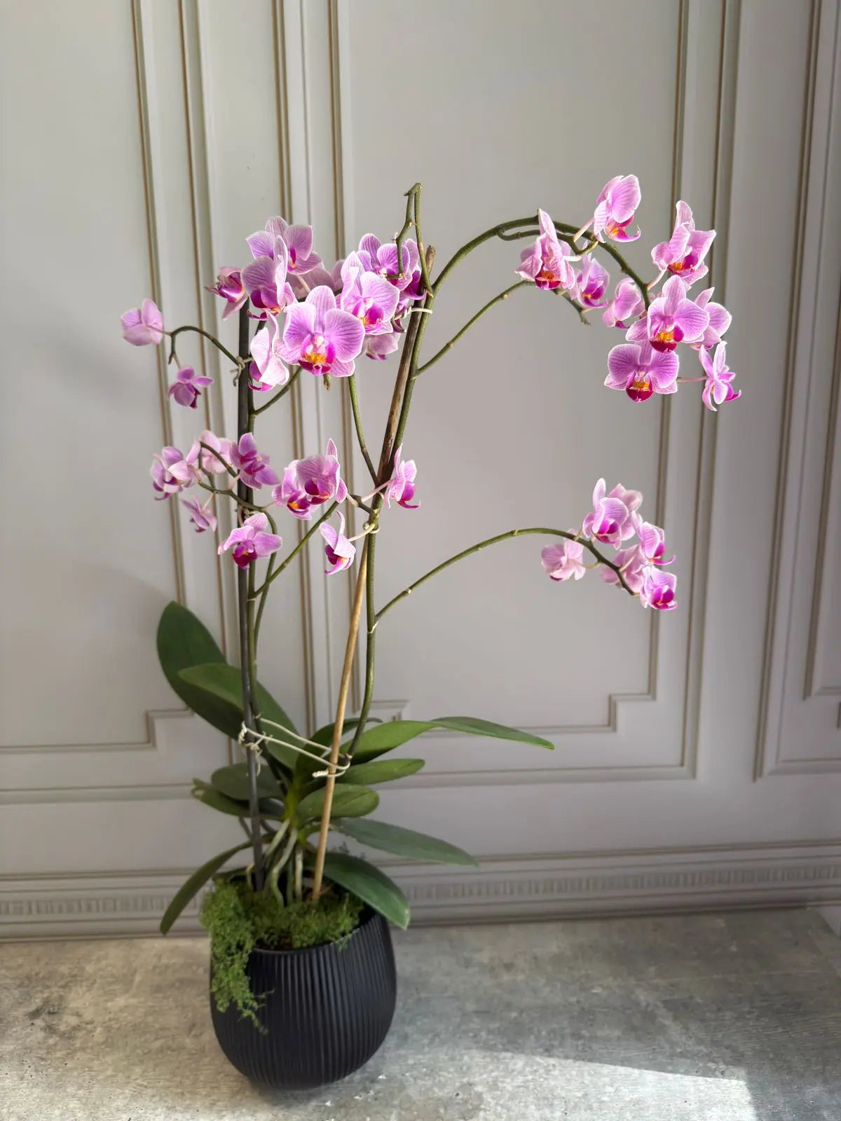Phalaenopsis Pots (3 stems) 1magnolialane