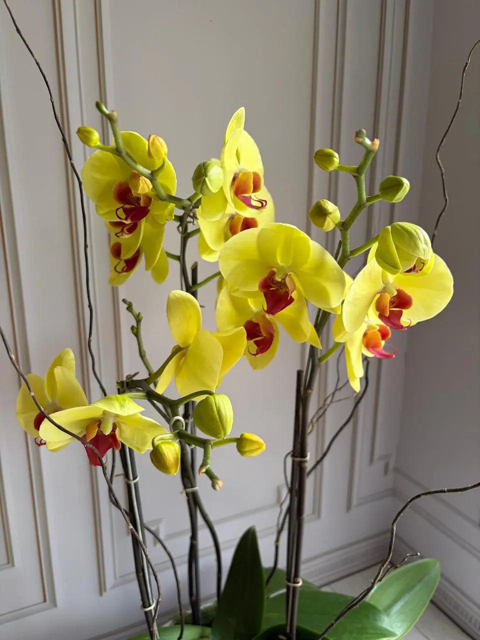 Phalaenopsis Pots (3 stems) Yellow 1magnolialane