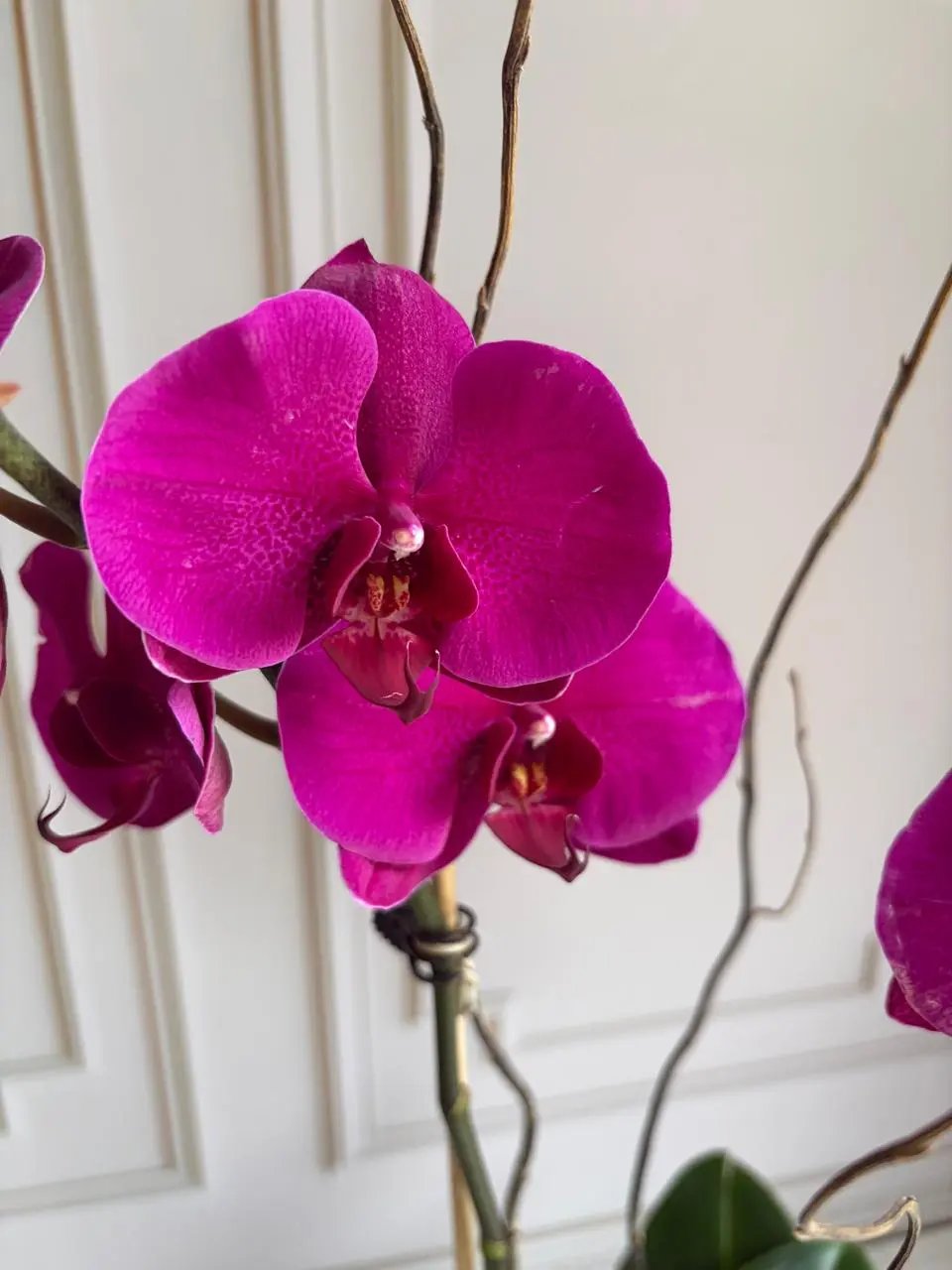 Phalaenopsis Pots - (2 stems) Dark Pink 1magnolialane