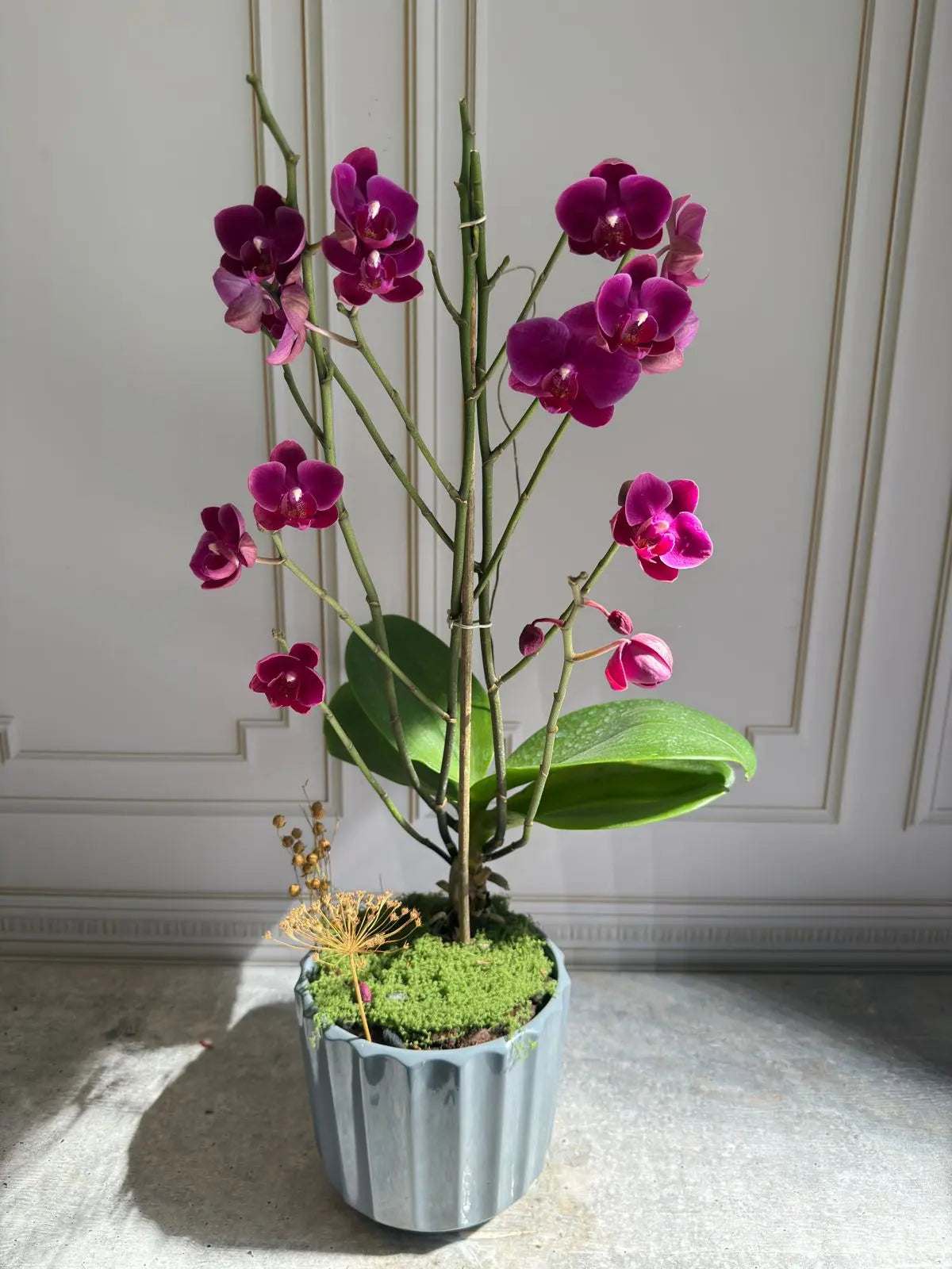 Phalaenopsis Pots (3 stems) 1magnolialane