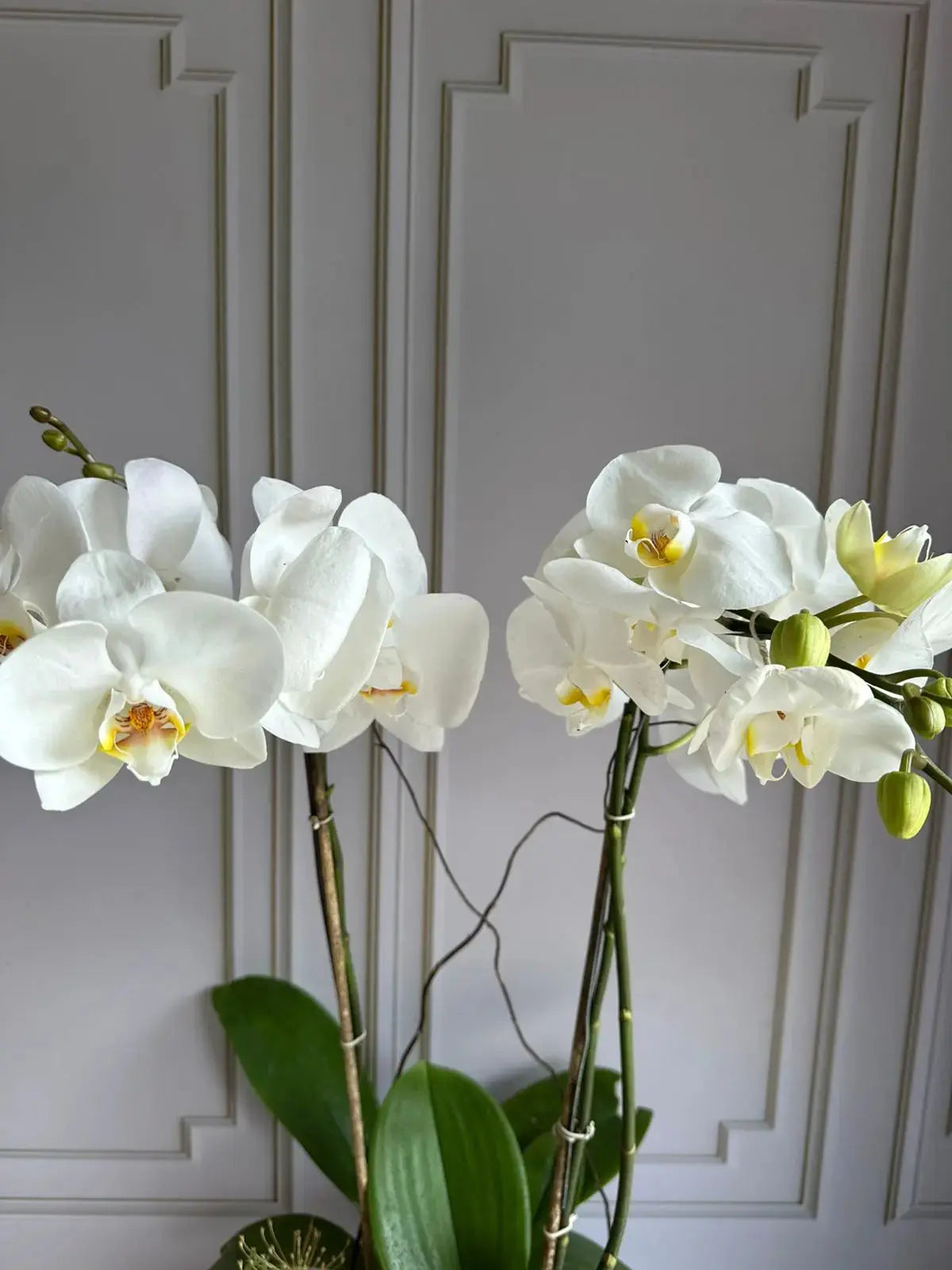 Phalaenopsis Pots (2 stems) (Limelight) 1magnolialane