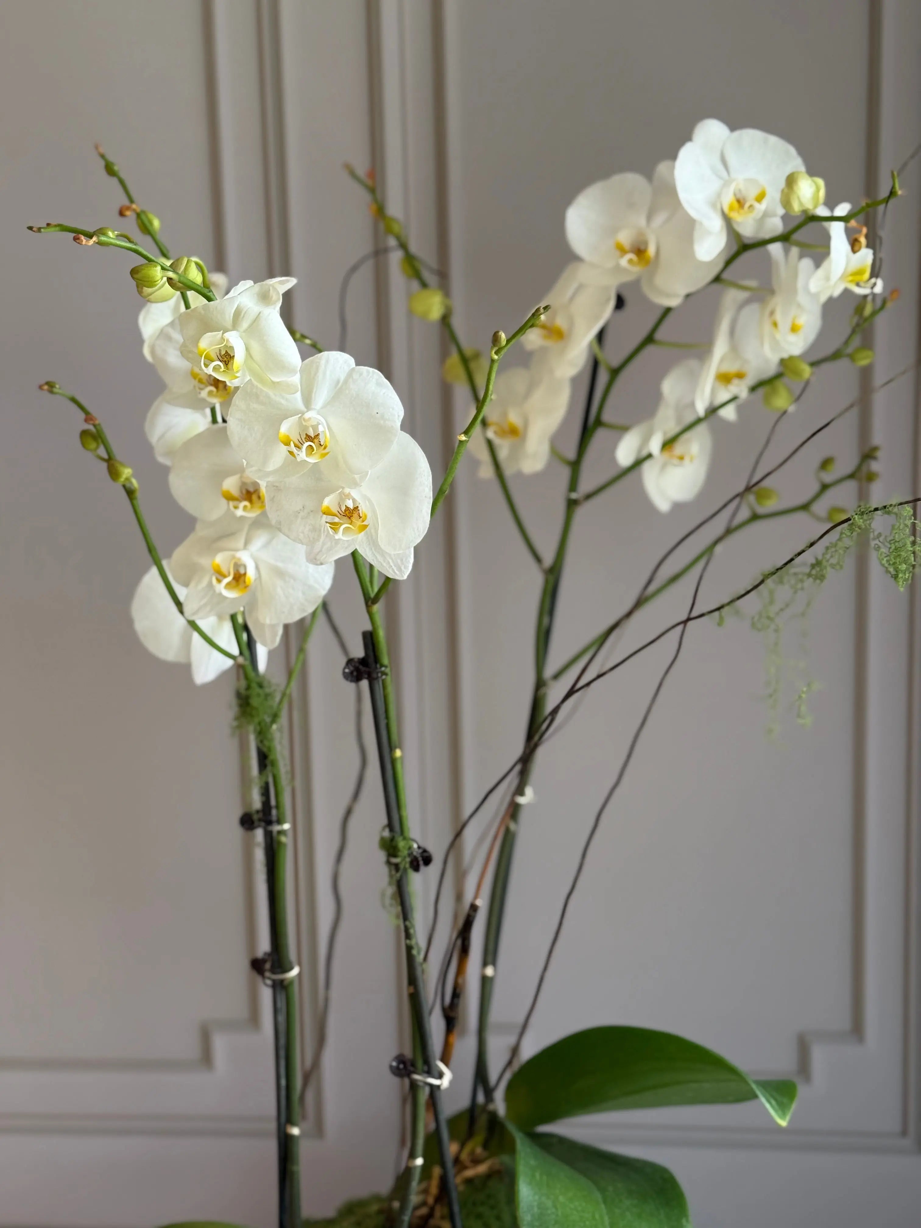 Phalaenopsis Pots - 3 stems 1magnolialane