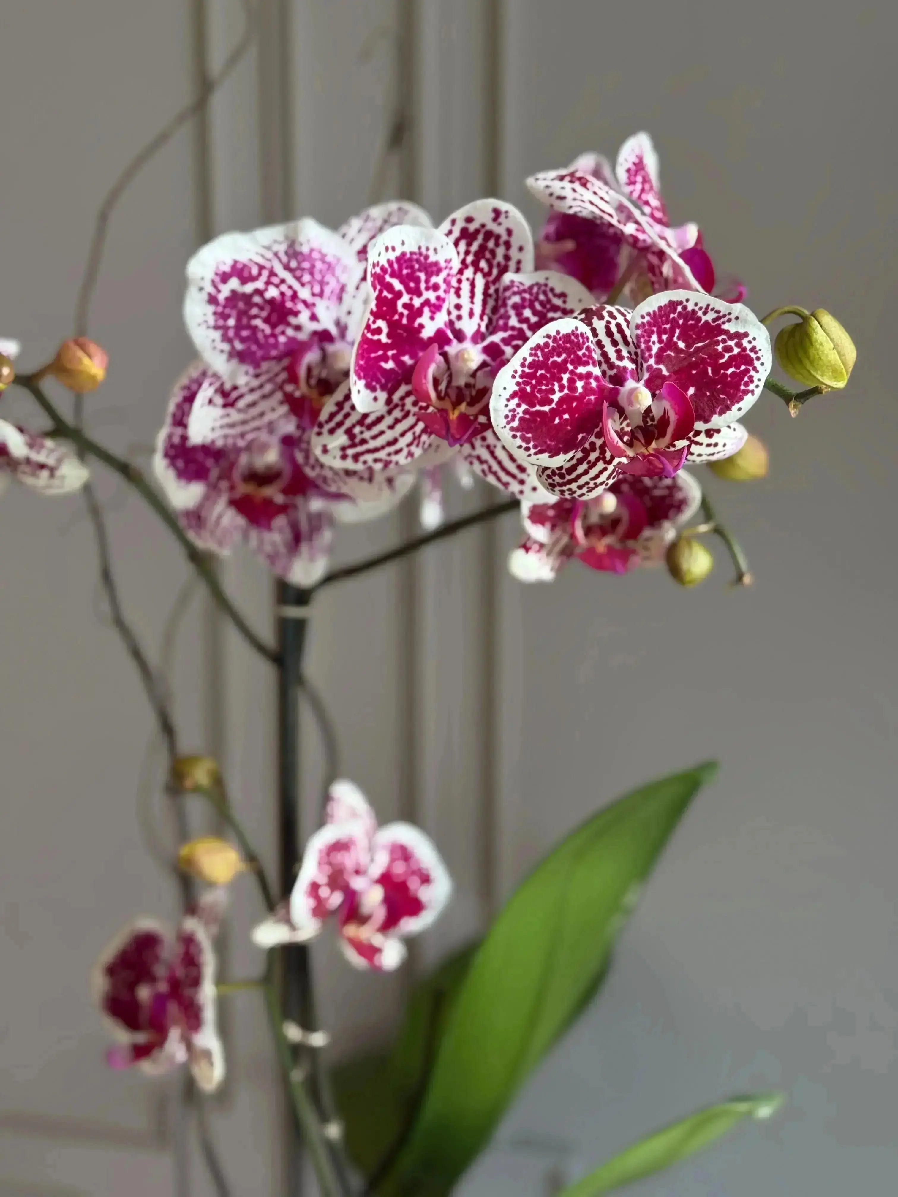 Phalaenopsis Pots - 1 Stem 1magnolialane