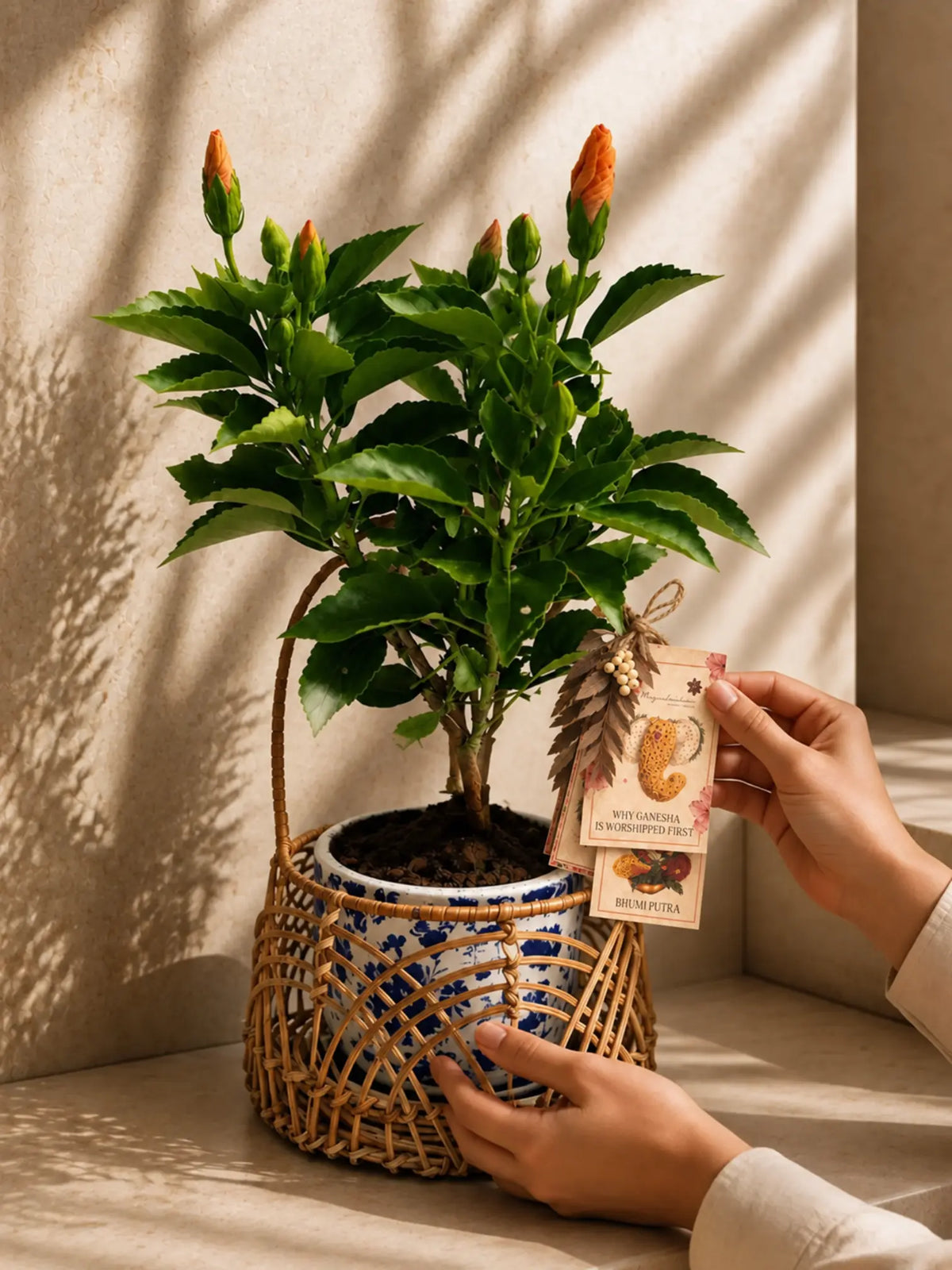Kesari Japa 1magnolialane