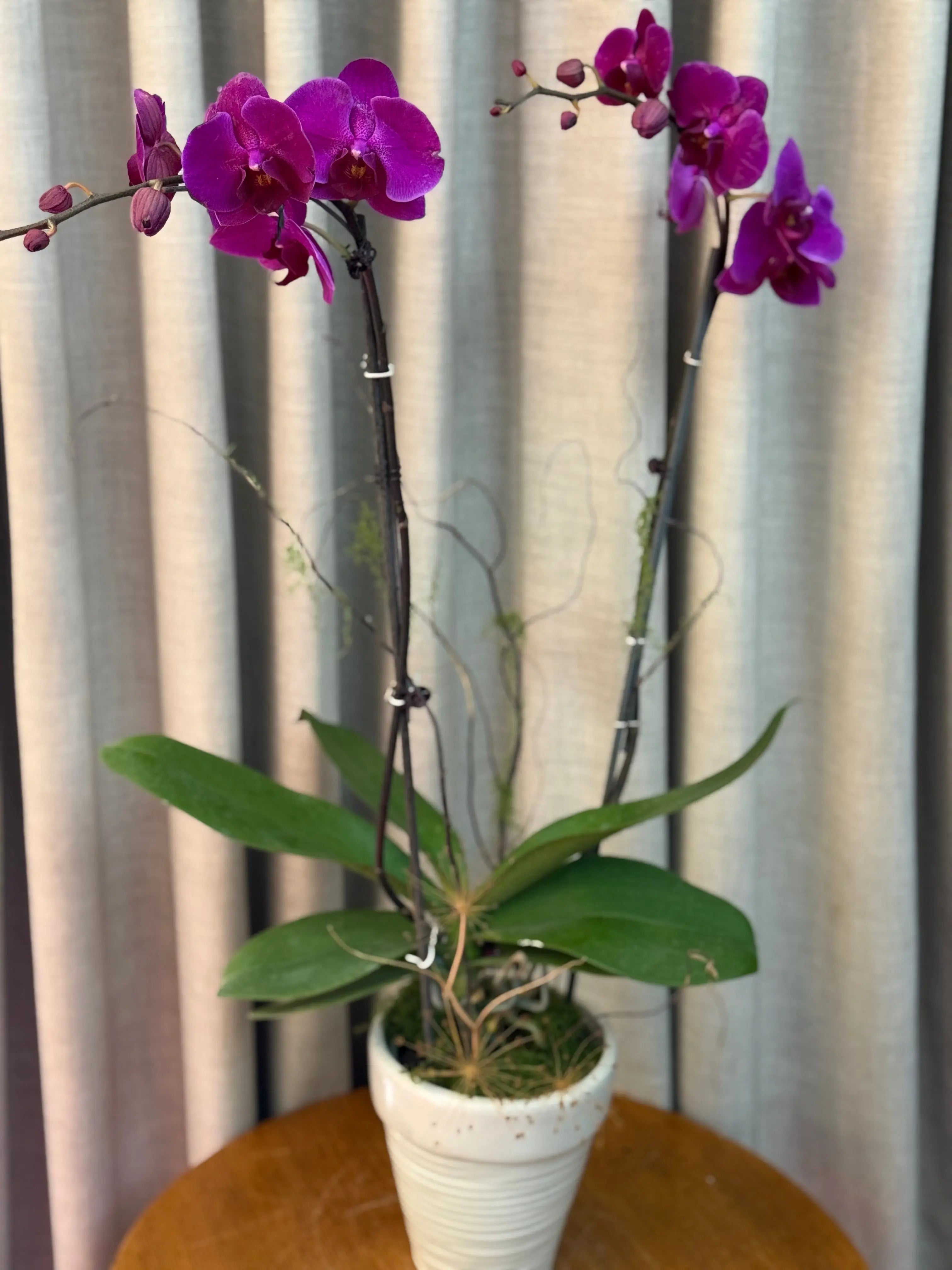 Phalaenopsis Pots - 2 stems Harper Seven. 1magnolialane