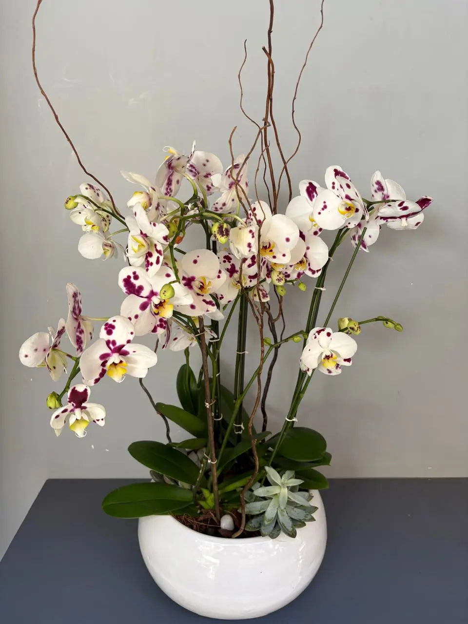 Phalaenopsis Plants - white shaded 1magnolialane
