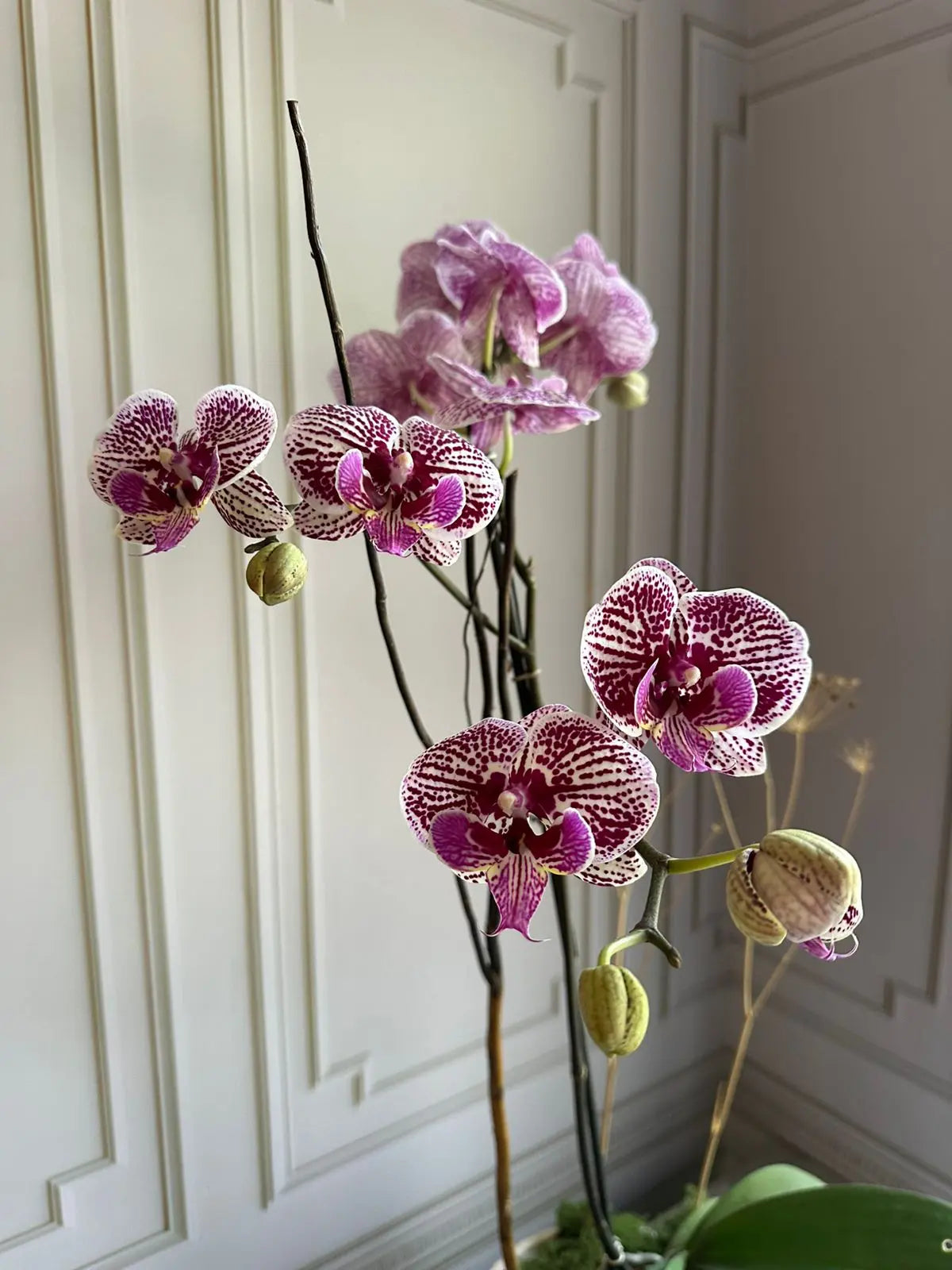 Phalaenopsis Pots ( 2 stems ) 21 1magnolialane
