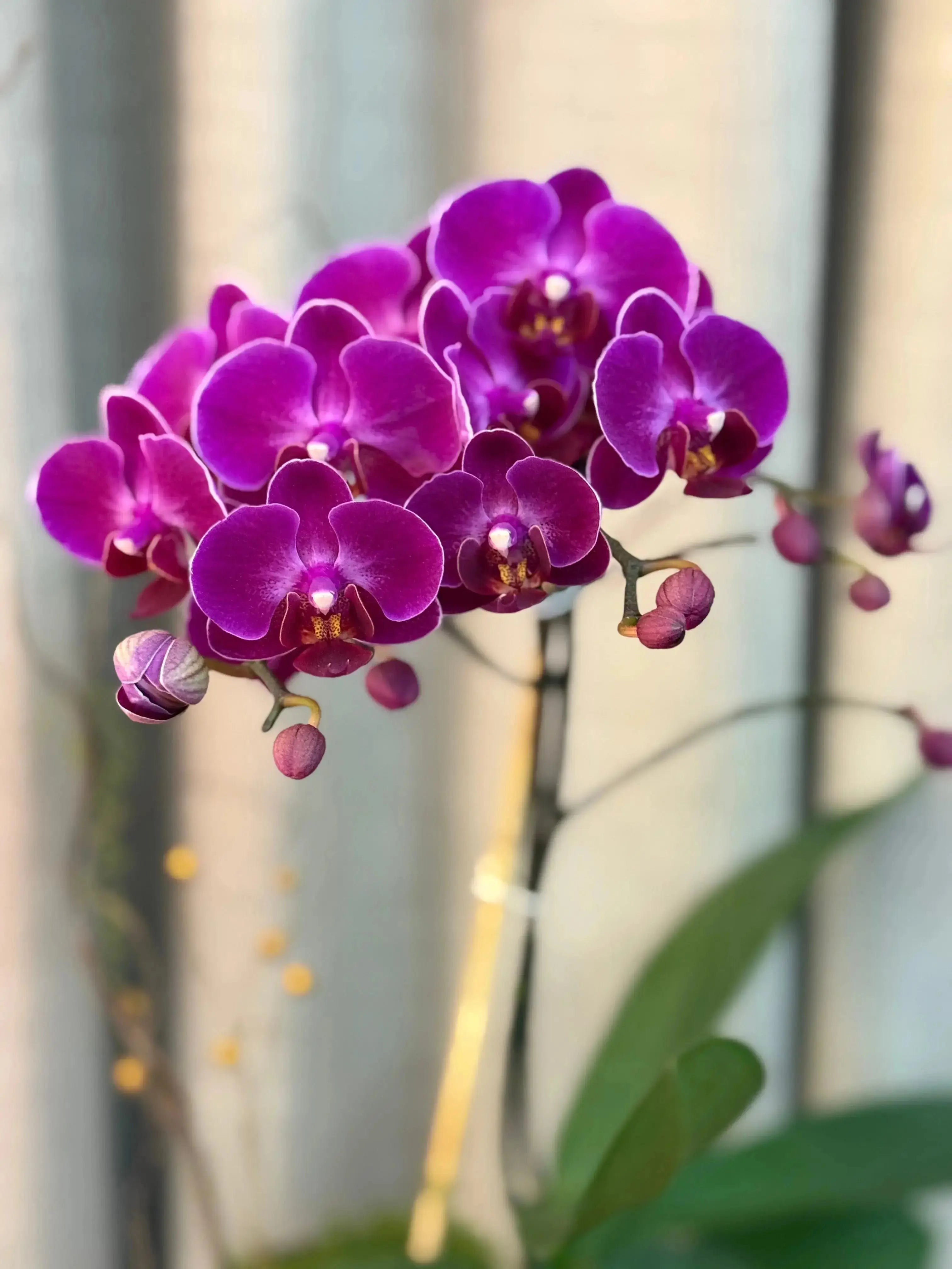 Phalaenopsis - Wiggle Giggle 1magnolialane
