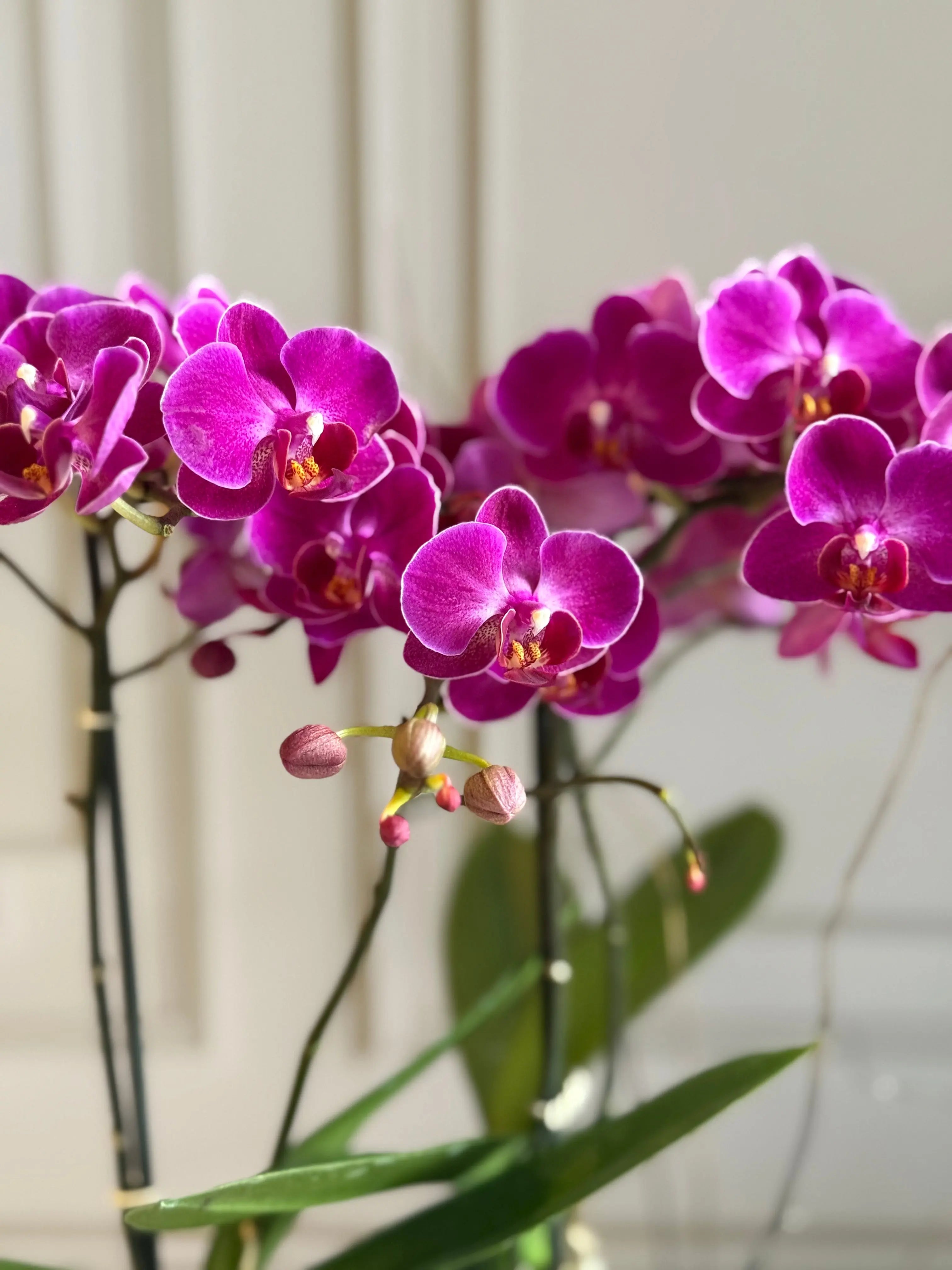 Phalaenopsis Pots - 2 stems 1magnolialane
