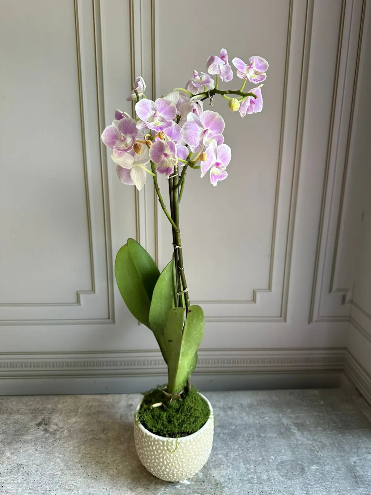 Phalaenopsis Pots ( 2 stems ) 25 1magnolialane