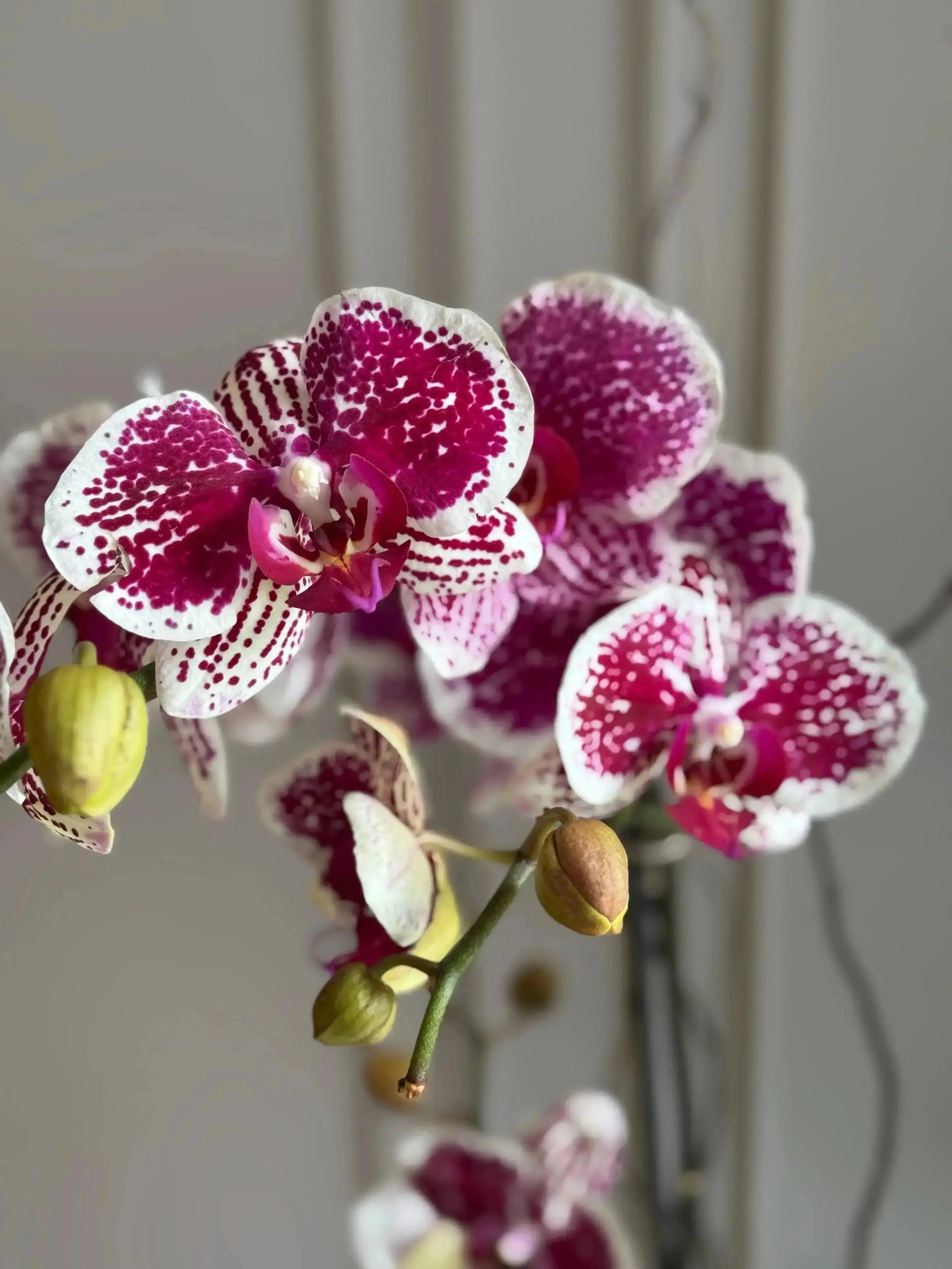 Phalaenopsis Pots - 1 Stem 1magnolialane