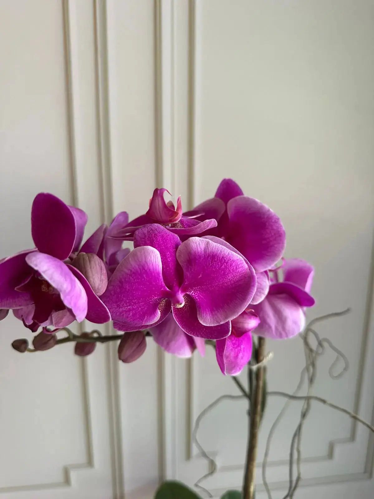 Phalaenopsis Plants (1 Stem) (Harper Seven) 1magnolialane